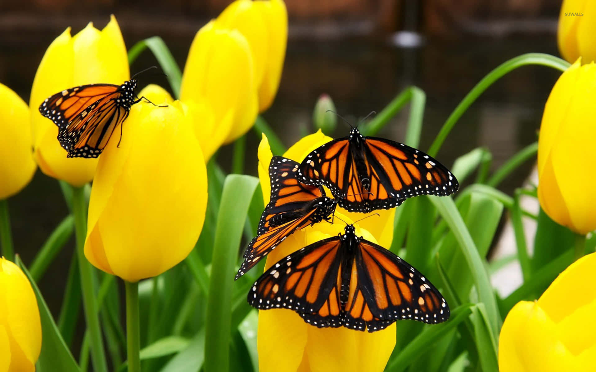 Monarch Butterflies, orange and black wings, bright yellow tulips, Full HD Desktop Wallpaper