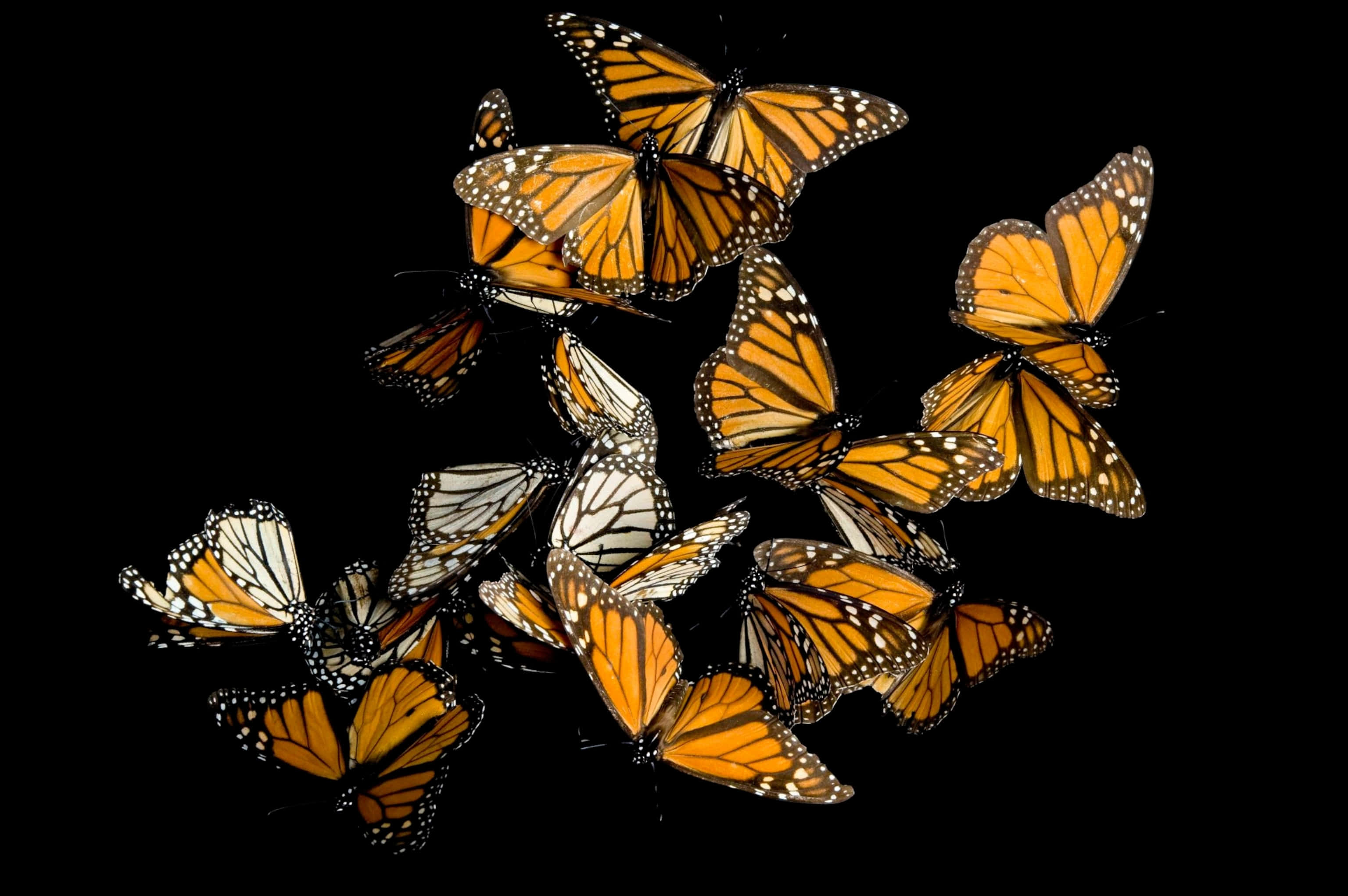 monarch butterflies, kaleidoscope, black aesthetic, 2K Desktop Wallpaper