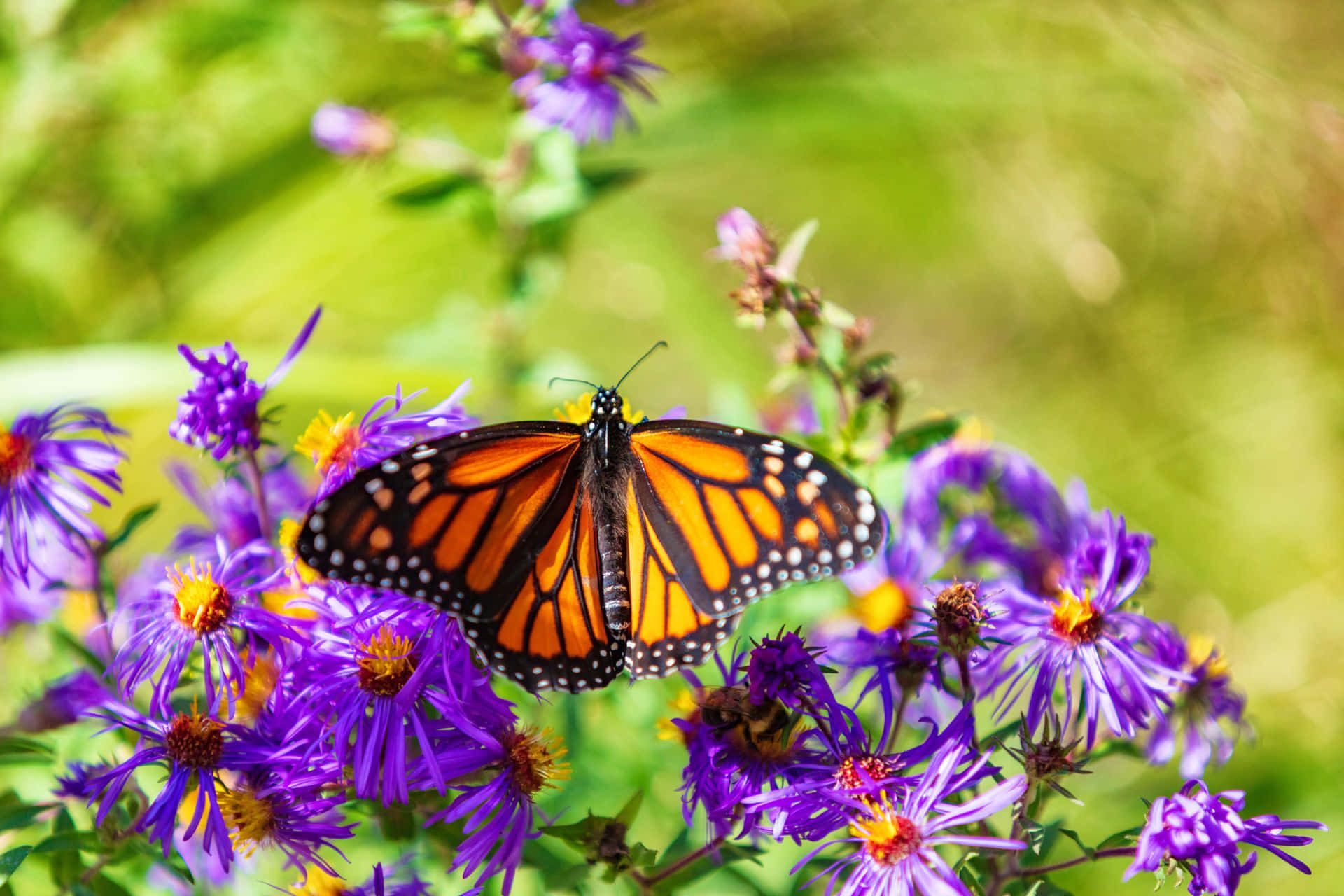orange monarch butterfly, purple asters, vibrant purple asters, Full HD Desktop Wallpaper