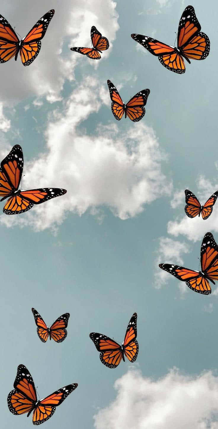Monarch Butterflies, orange and black wings, soft blue sky, HD Phone Wallpaper