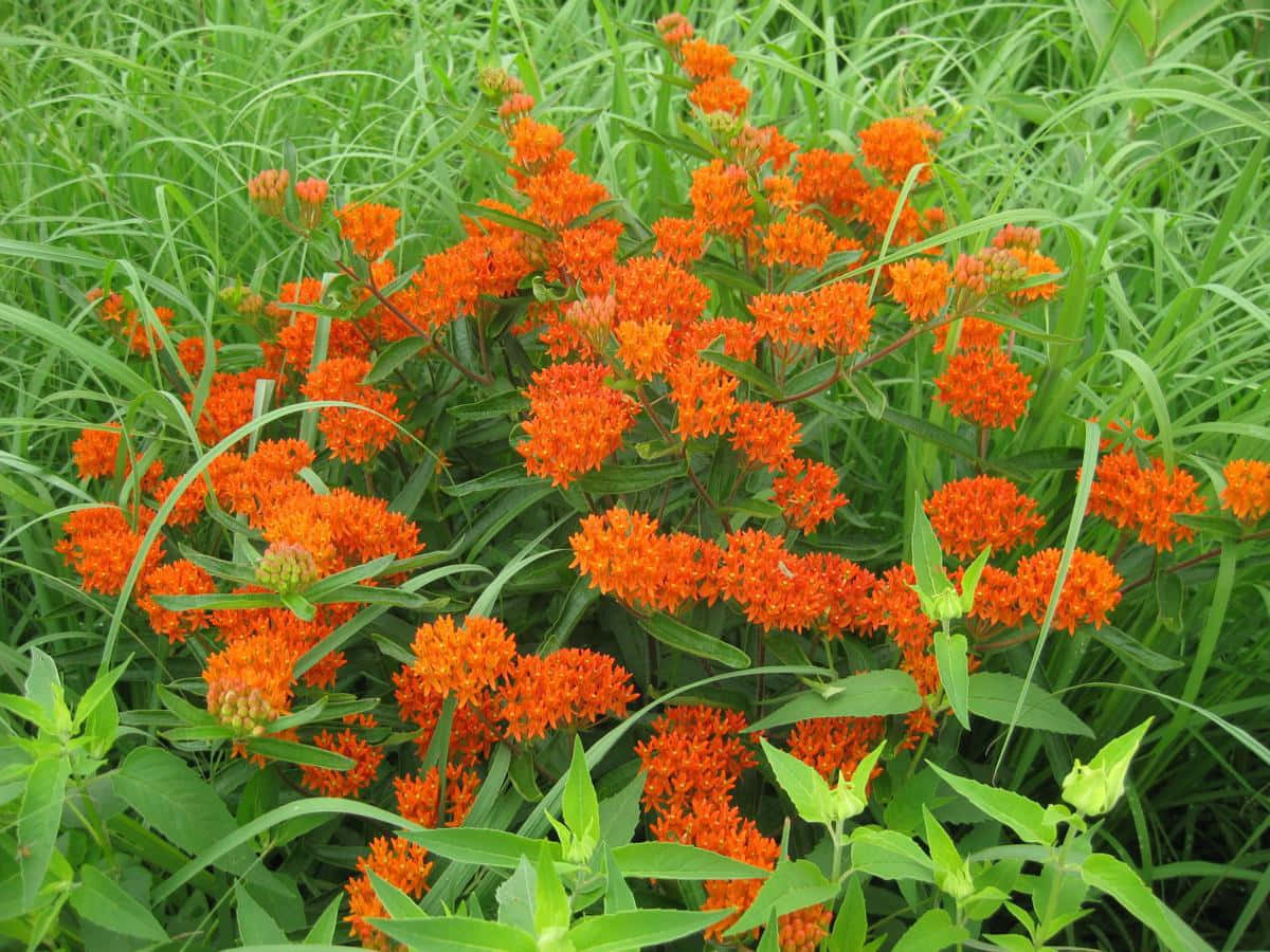 butterfly weed, Monarch Butterflies, orange milkweed flowers, SD Desktop Wallpaper