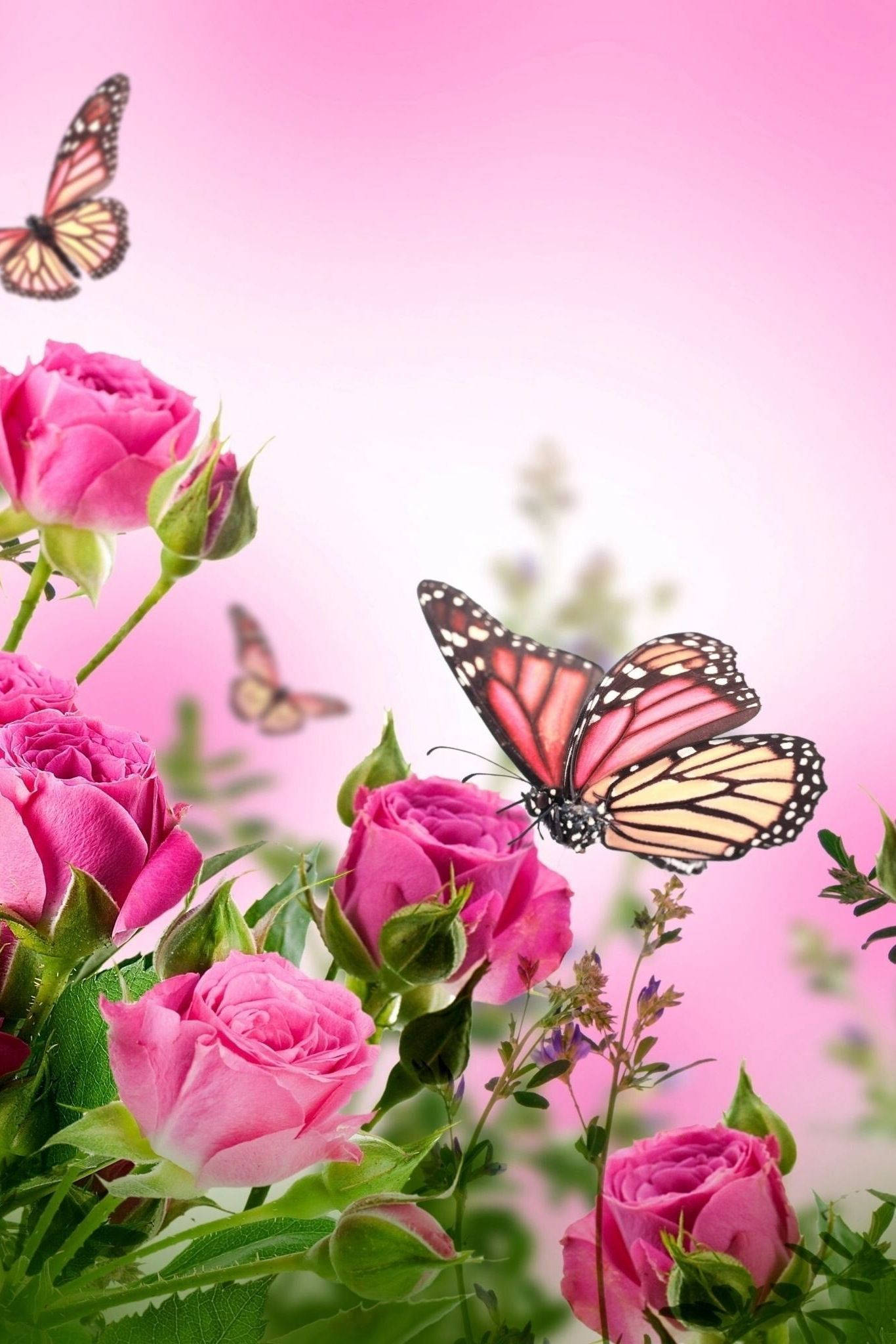 pink monarch butterfly, flower, vibrant pink roses, Full HD Phone Wallpaper