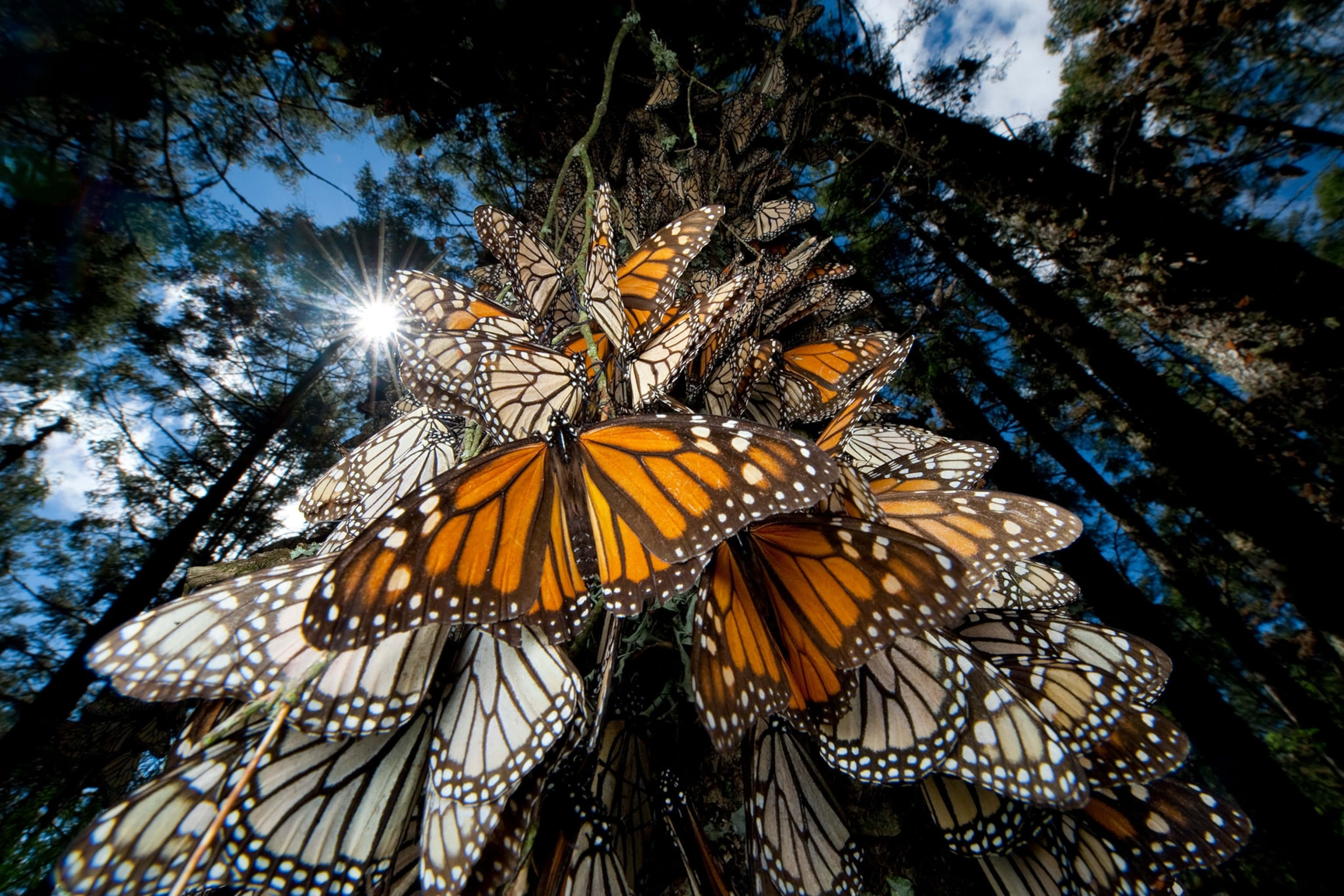 monarch butterflies, sunburst light, canopy, 2K Desktop Wallpaper