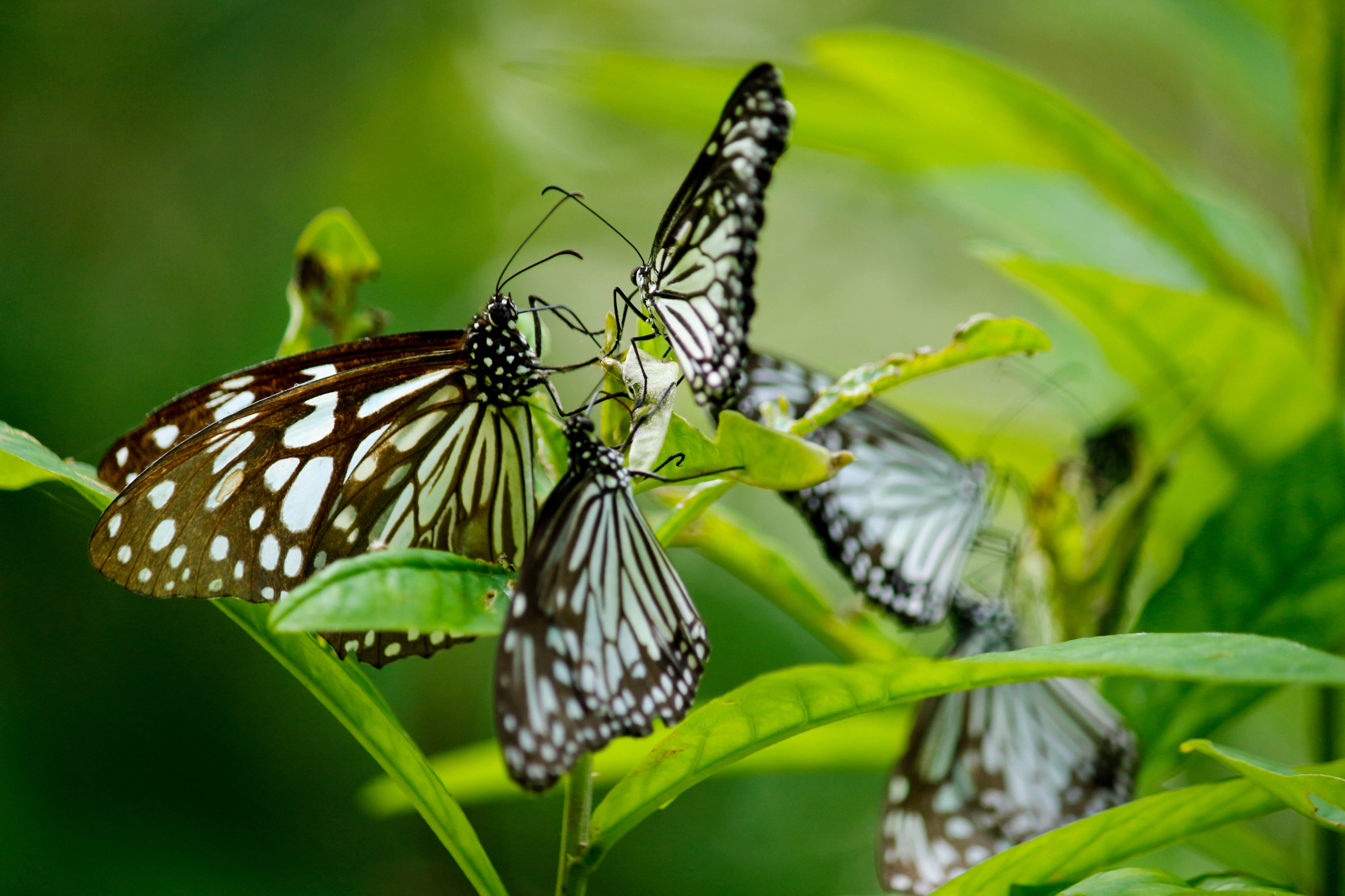 Glassy Tiger Butterflies, black and white, vibrant green leaves, 5K Desktop Wallpaper