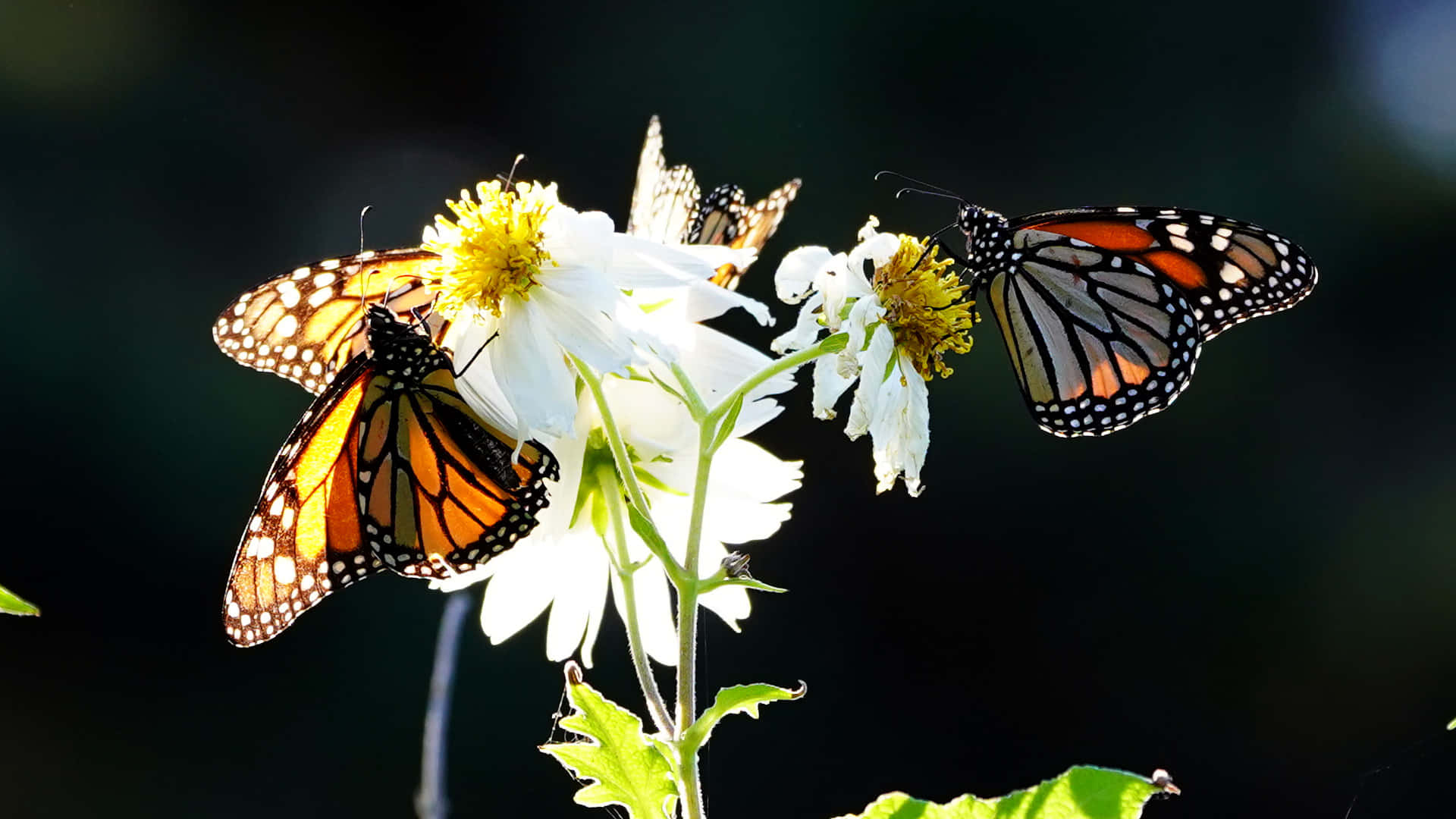 Monarch Butterflies, orange black and white wings, bright white flowers, Full HD Desktop Wallpaper