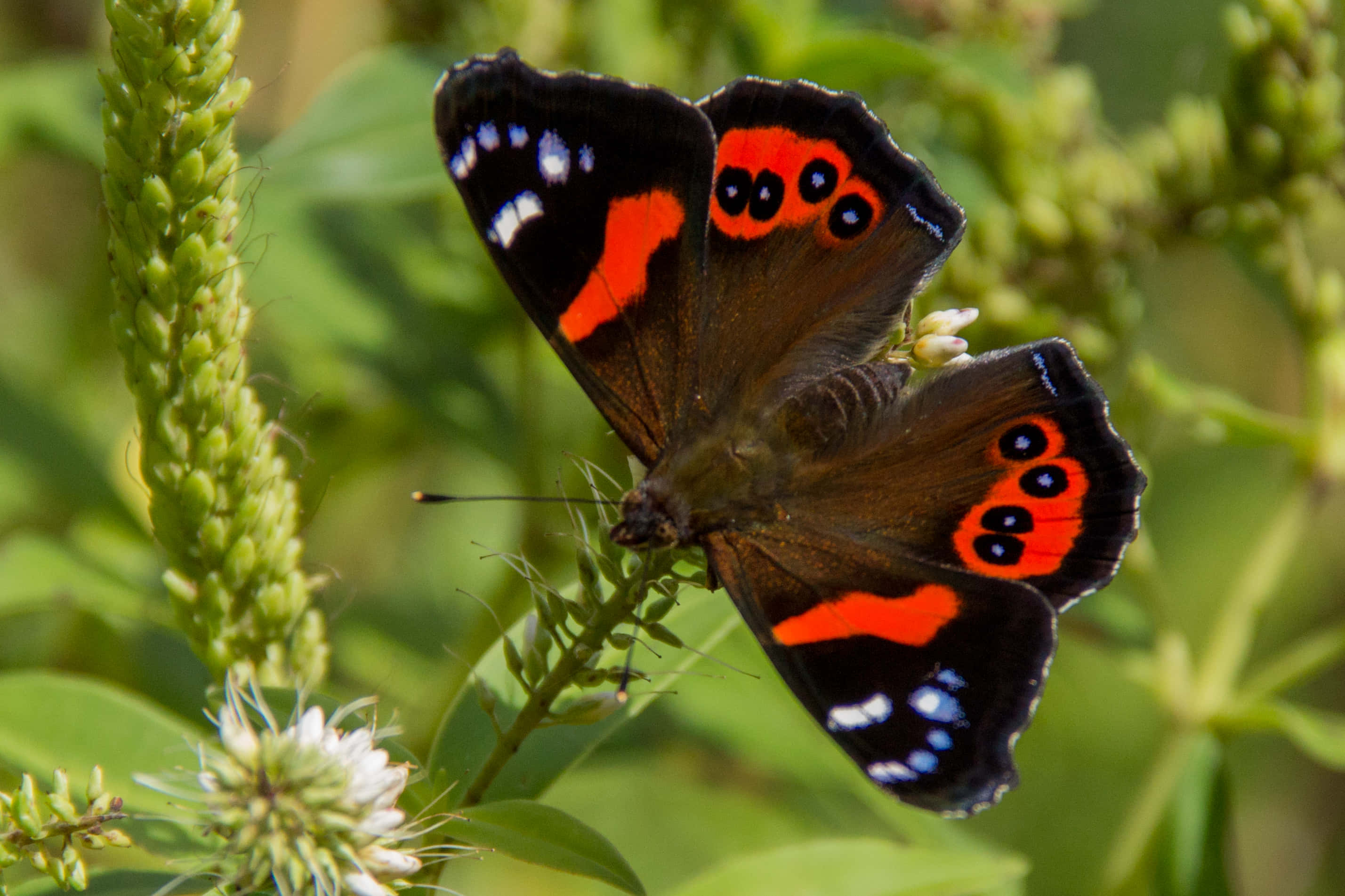 red admiral butterfly, orange and black wings, green plant stem, 2K Desktop Wallpaper