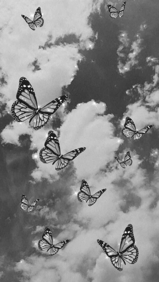 Monarch Butterflies, detailed wing patterns, dramatic cloudy sky, SD Phone Wallpaper