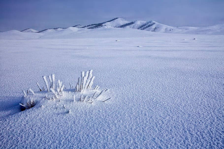 Mongolia, snowfield, frozen grass stalks, SD Desktop Wallpaper