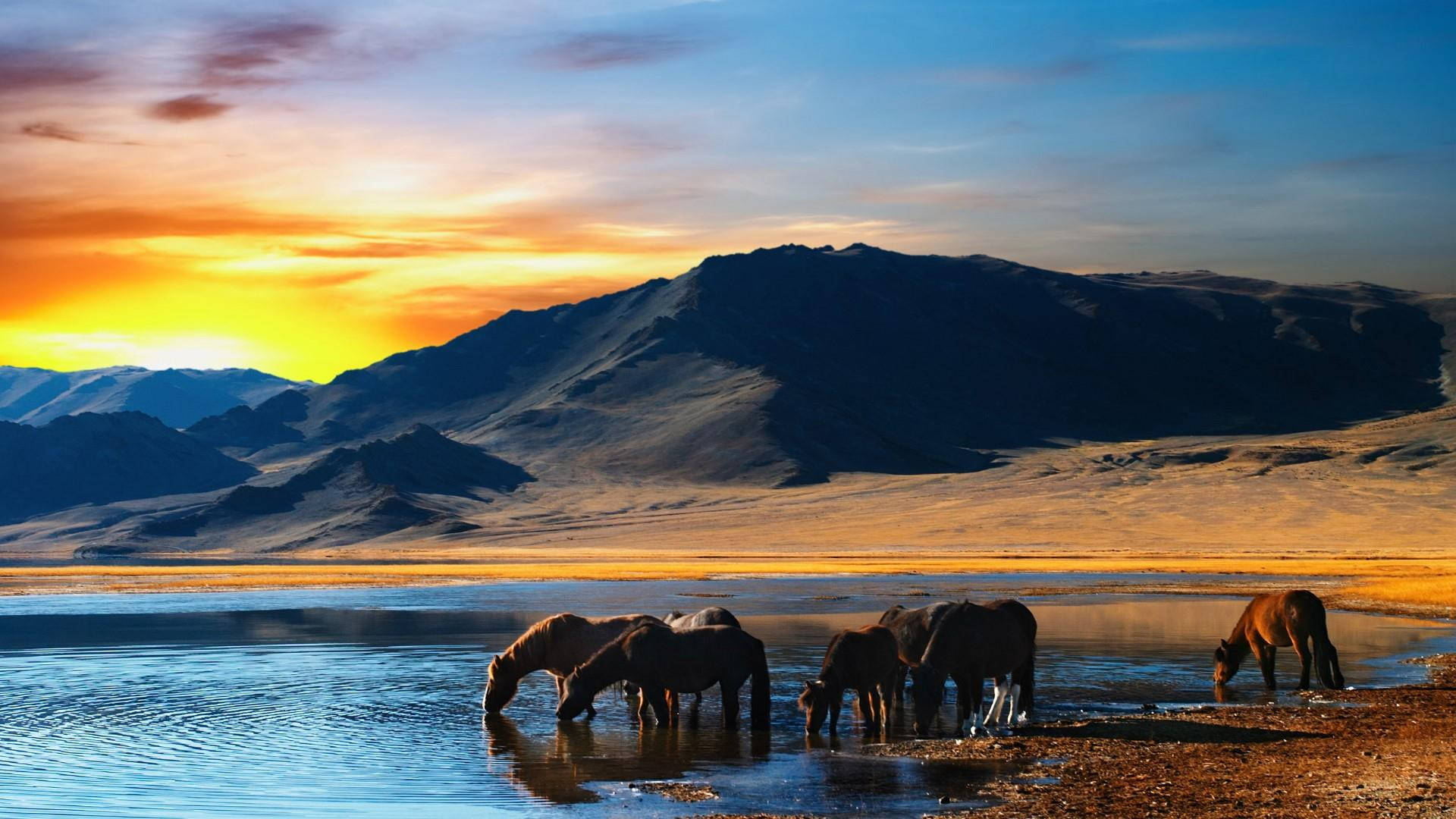 Mongolia, horses, calm lake, Full HD Desktop Wallpaper