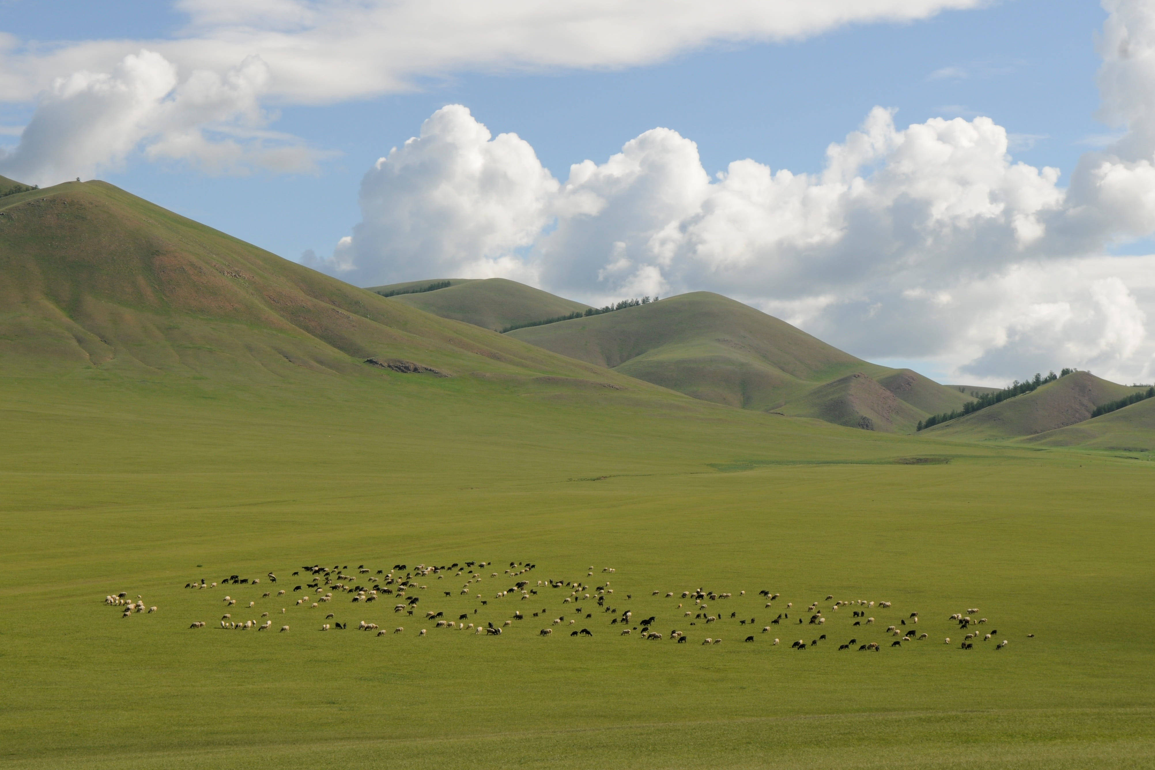 Mongolia, vast green pasture, grazing sheep, 4K Desktop Wallpaper