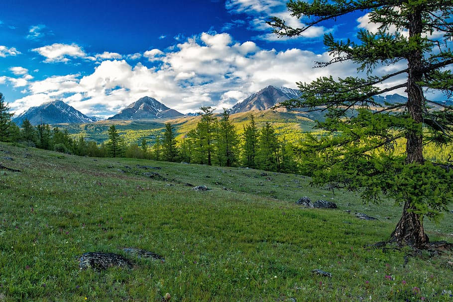 Mongolia, mountains, pine trees, SD Desktop Wallpaper
