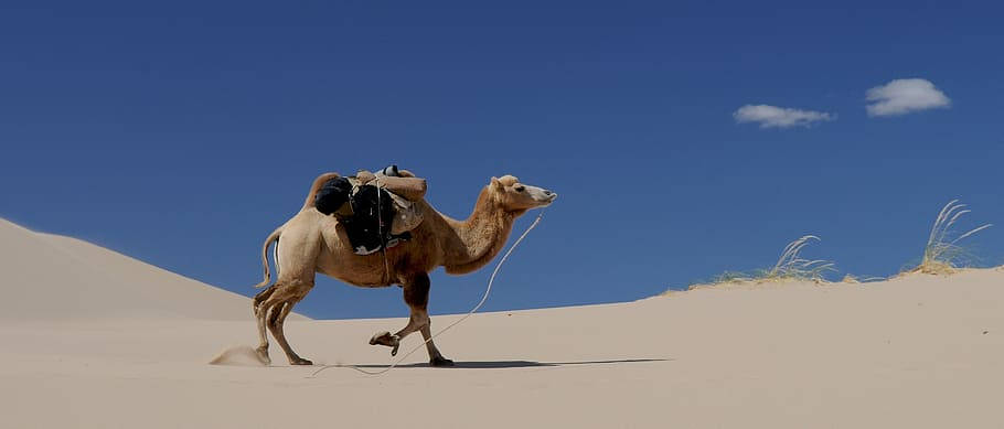 camel, Mongolia, golden dunes, SD Desktop Wallpaper