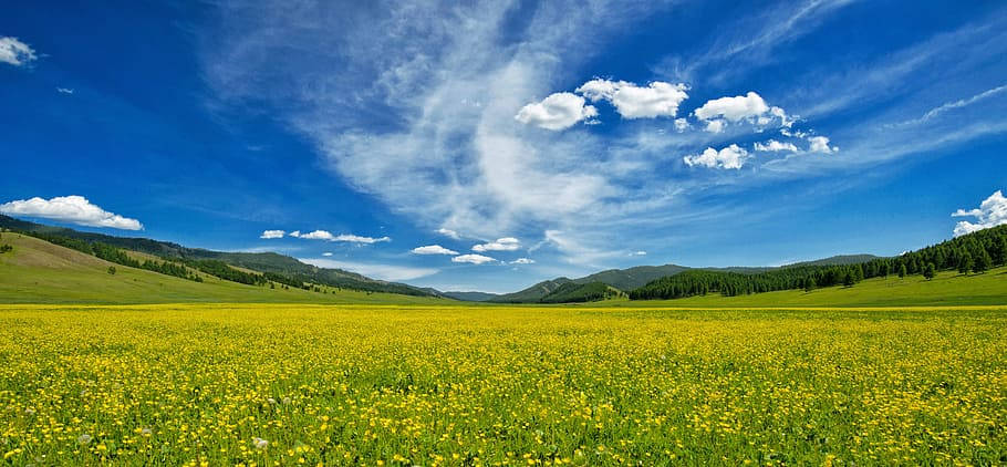 green fields of the mongolias, golden field of wildflowers, brilliant blue sky, SD Desktop Wallpaper