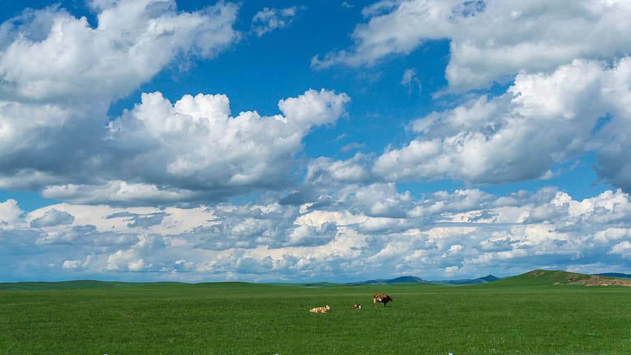 Mongolia, green grassland, bright blue sky, SD Desktop Wallpaper