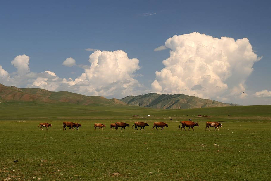 Mongolia, brown cattle, vast green pasture, SD Desktop Wallpaper