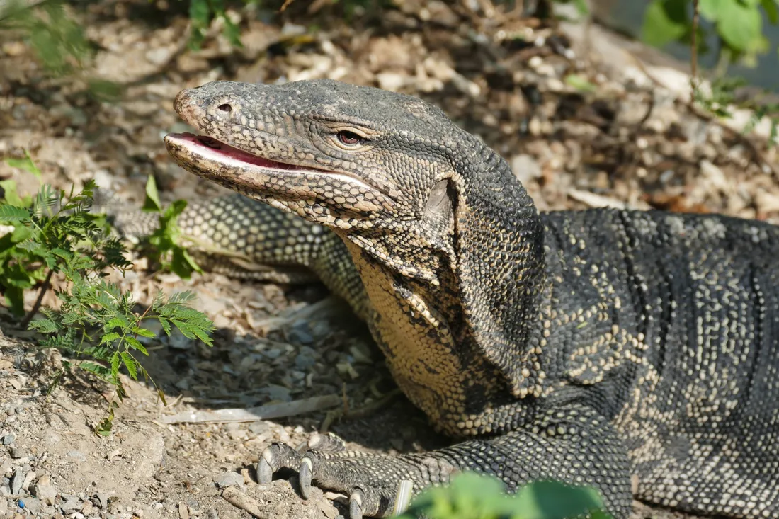 Monitor Lizard