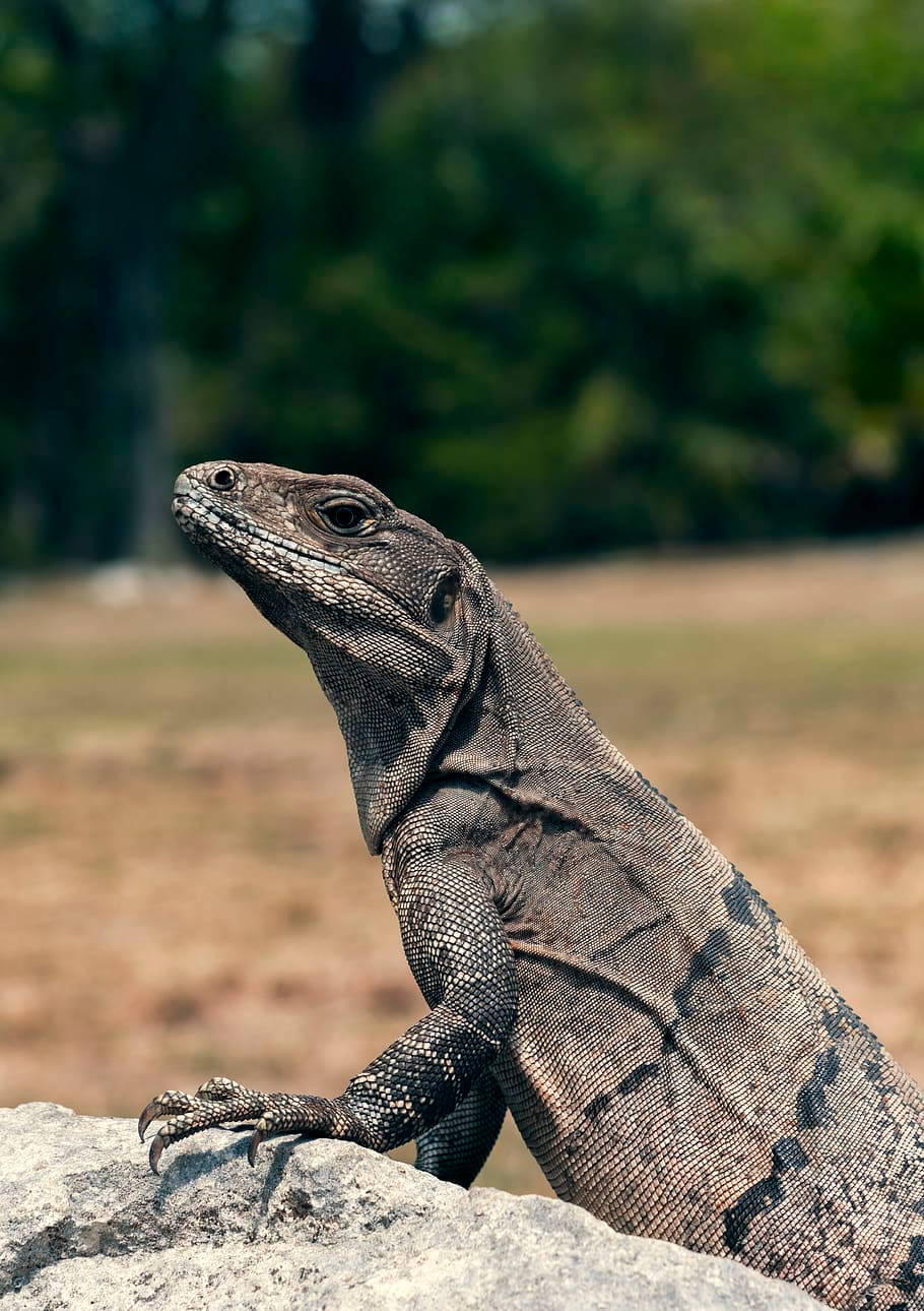 striped komodo dragon, gray, sunlit rock, HD Phone Wallpaper