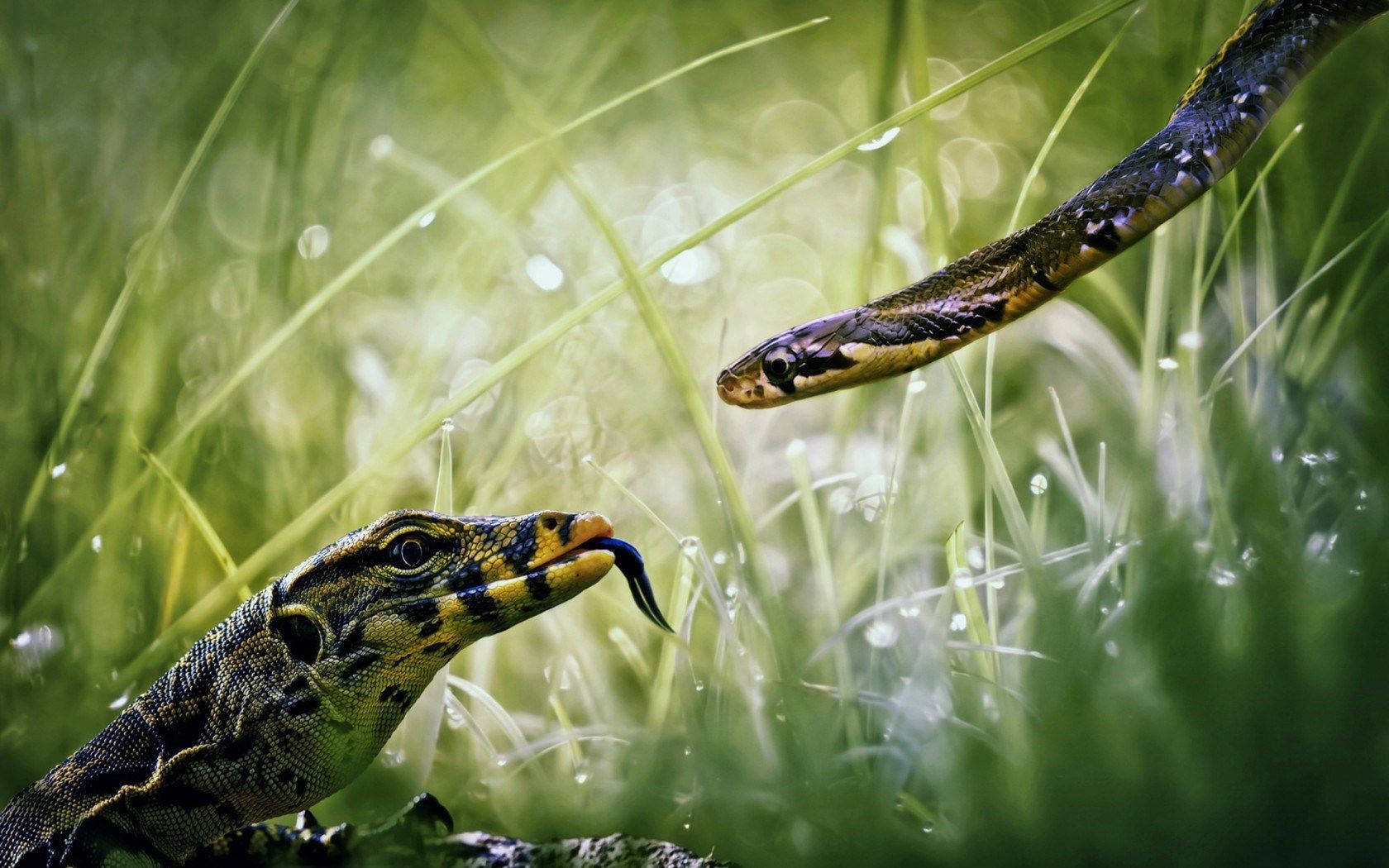 Monitor Lizard, Grass Snake, sunlit grassy field, HD Desktop Wallpaper