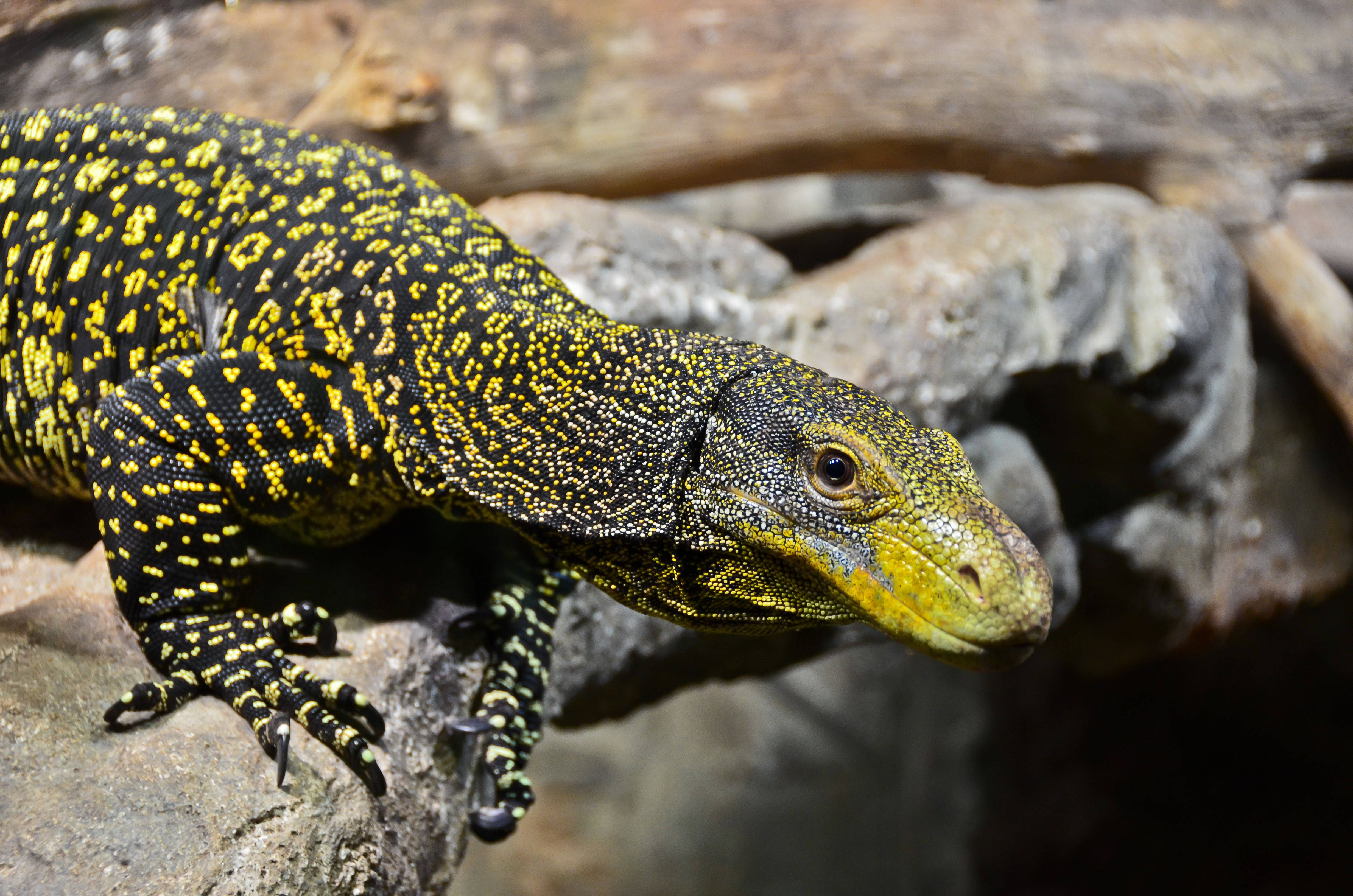 yellow-toned monitor lizard, vibrant yellow and black, textured rocks, 4K Desktop Wallpaper
