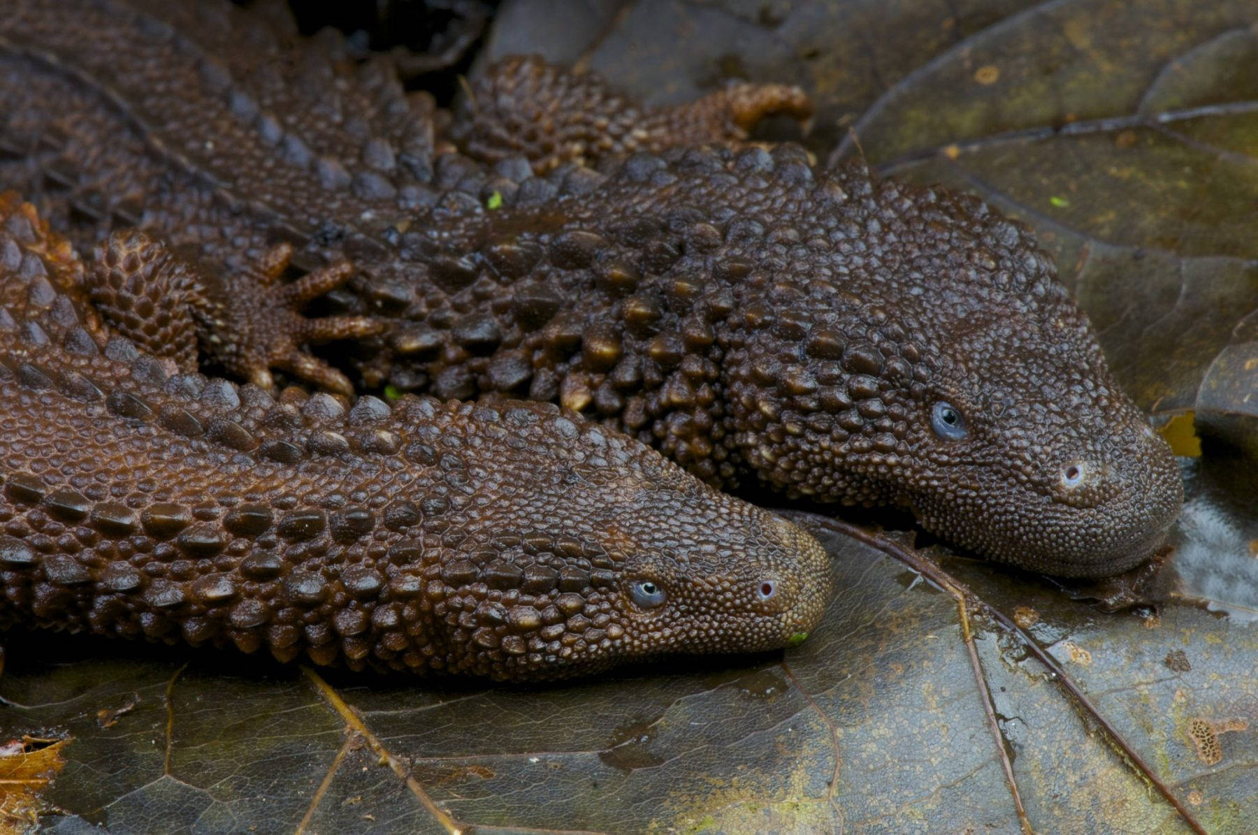 earless monitor lizard, textured brown, blue eyes, HD Desktop Wallpaper