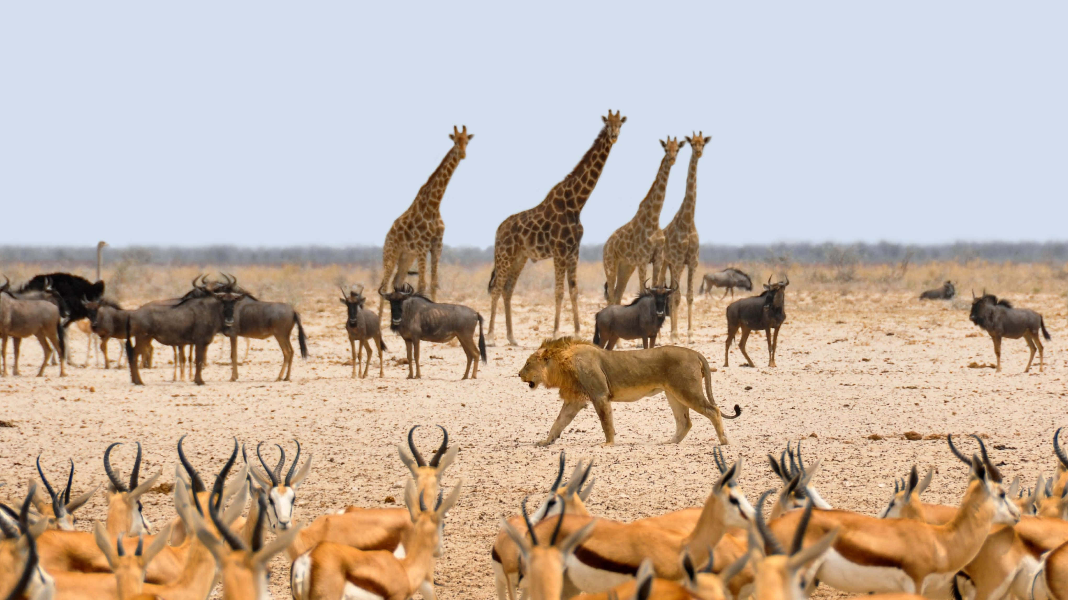 4K Monitor, lion, savanna, 4K Desktop Wallpaper