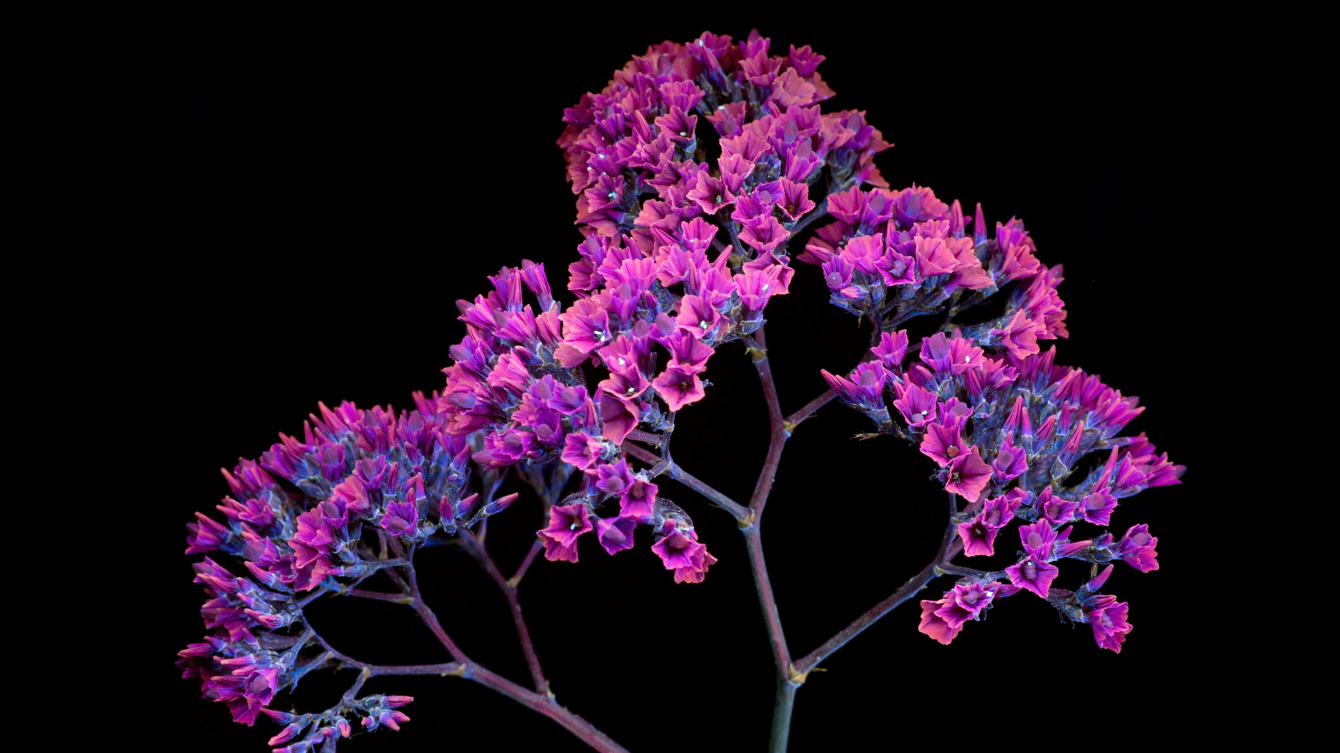 OLED Monitor, Limonium Sinuatrum Plant, vibrant purple flower clusters, 5K Desktop Wallpaper