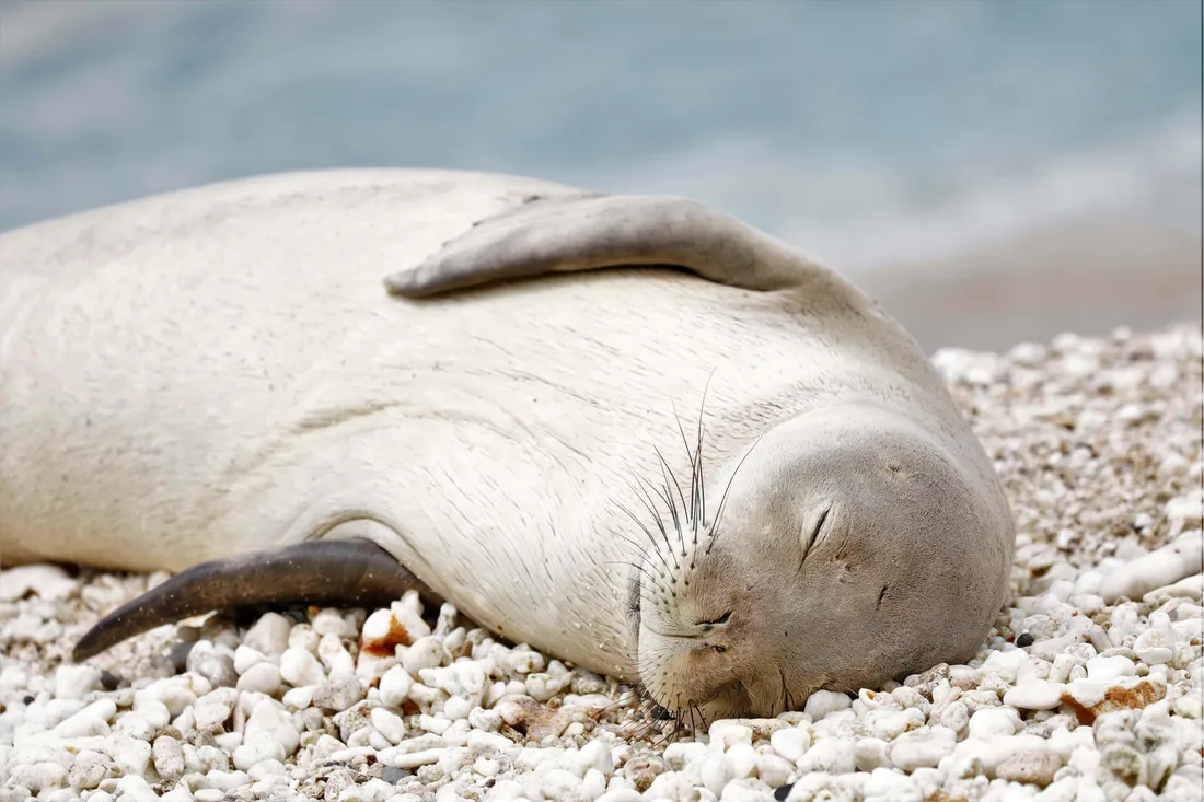 Monk Seal
