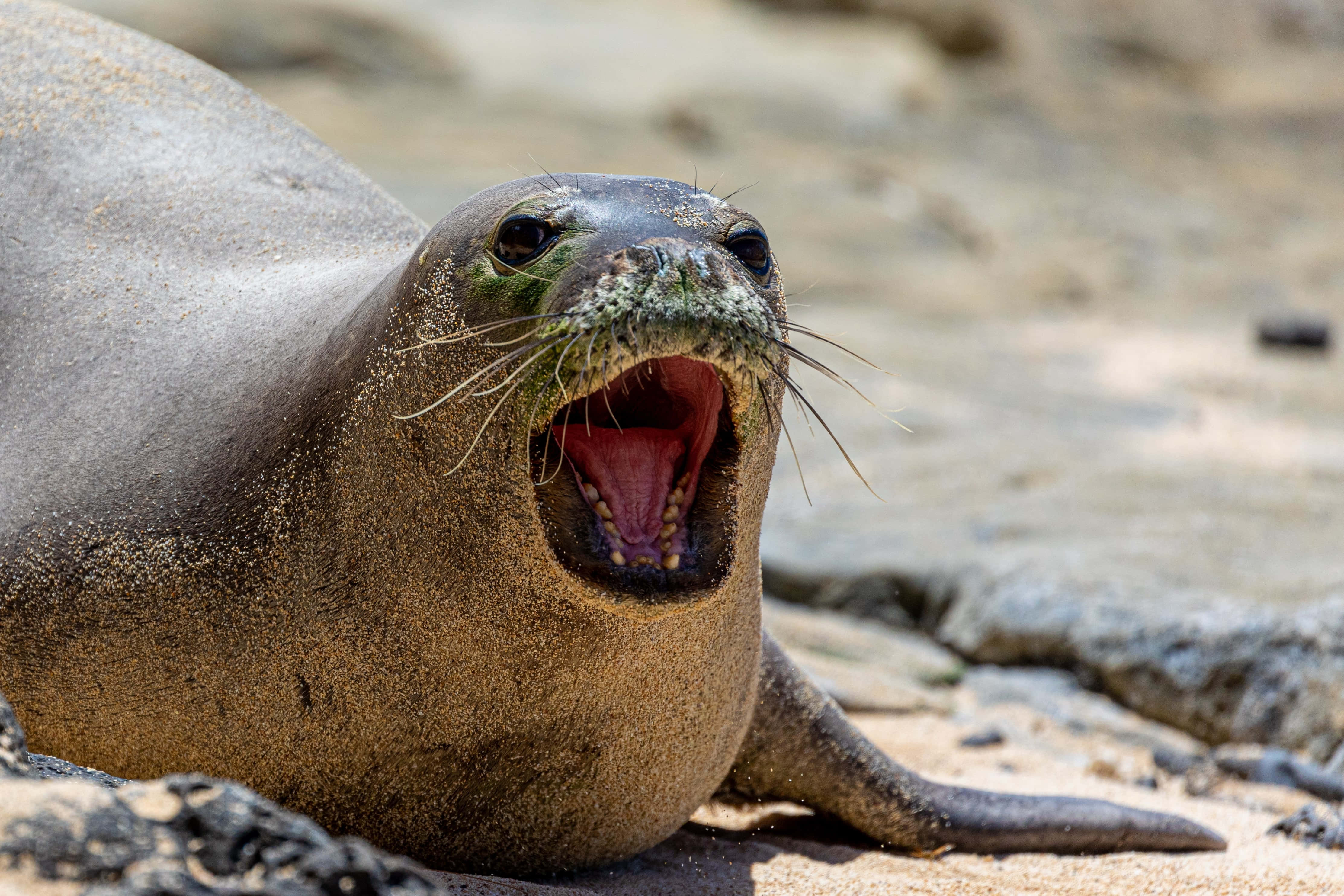 Monk Seal, vocalizing, beach, 4K Desktop Wallpaper