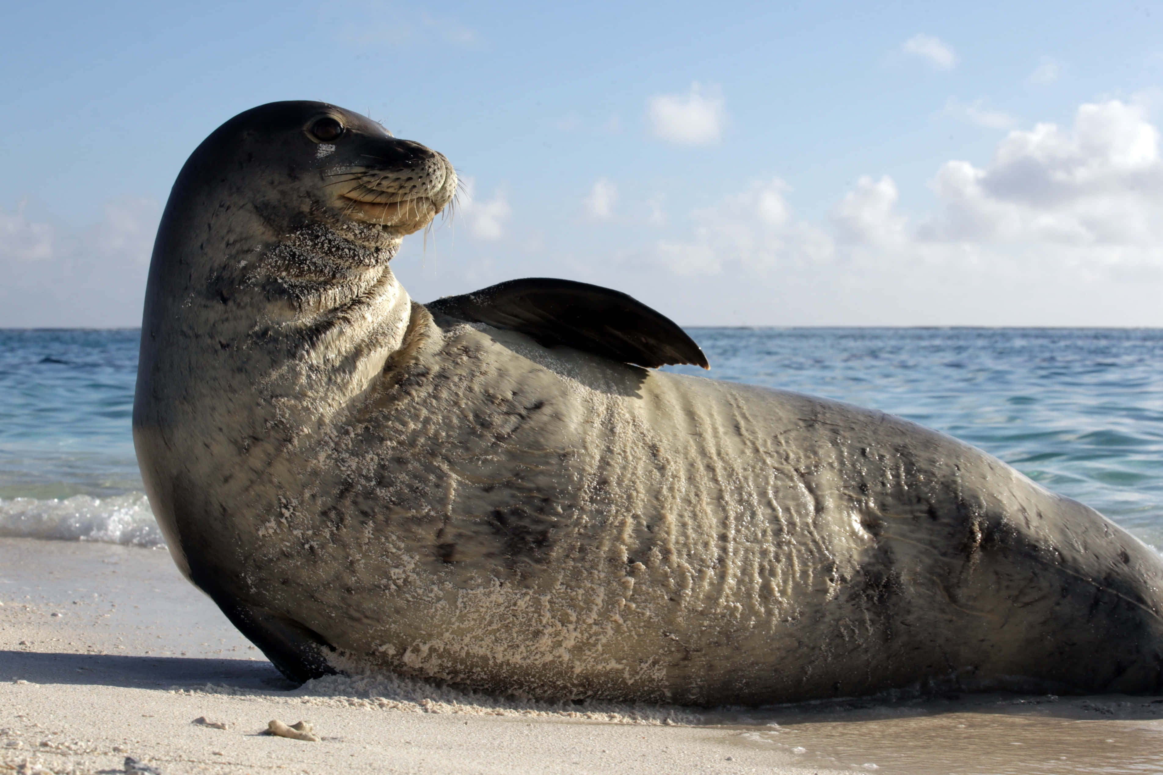 Monk Seal, sandy beach, turquoise ocean waves, 2K Desktop Wallpaper