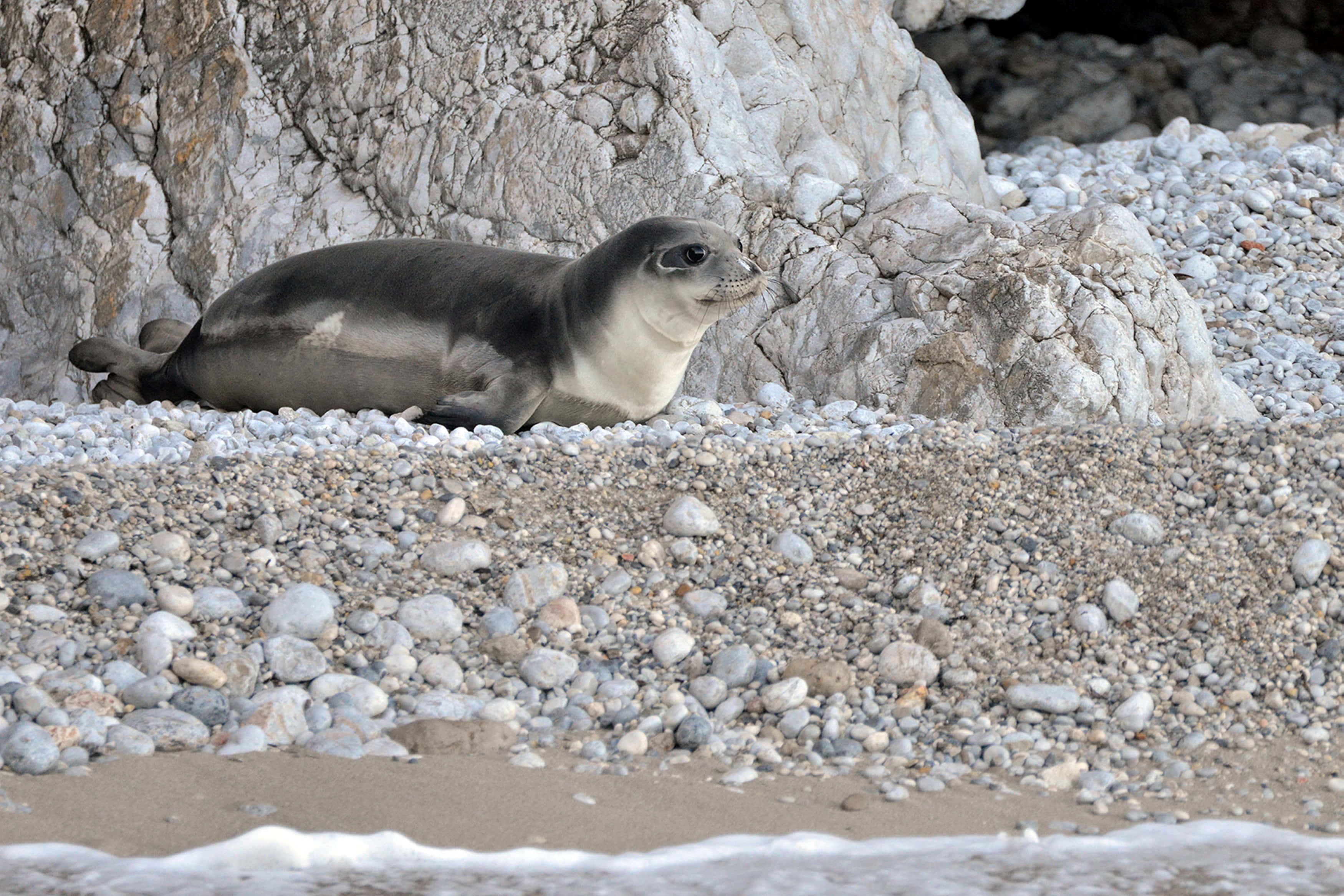 Monk Seal, pebble beach, rocky cliff, 2K Desktop Wallpaper