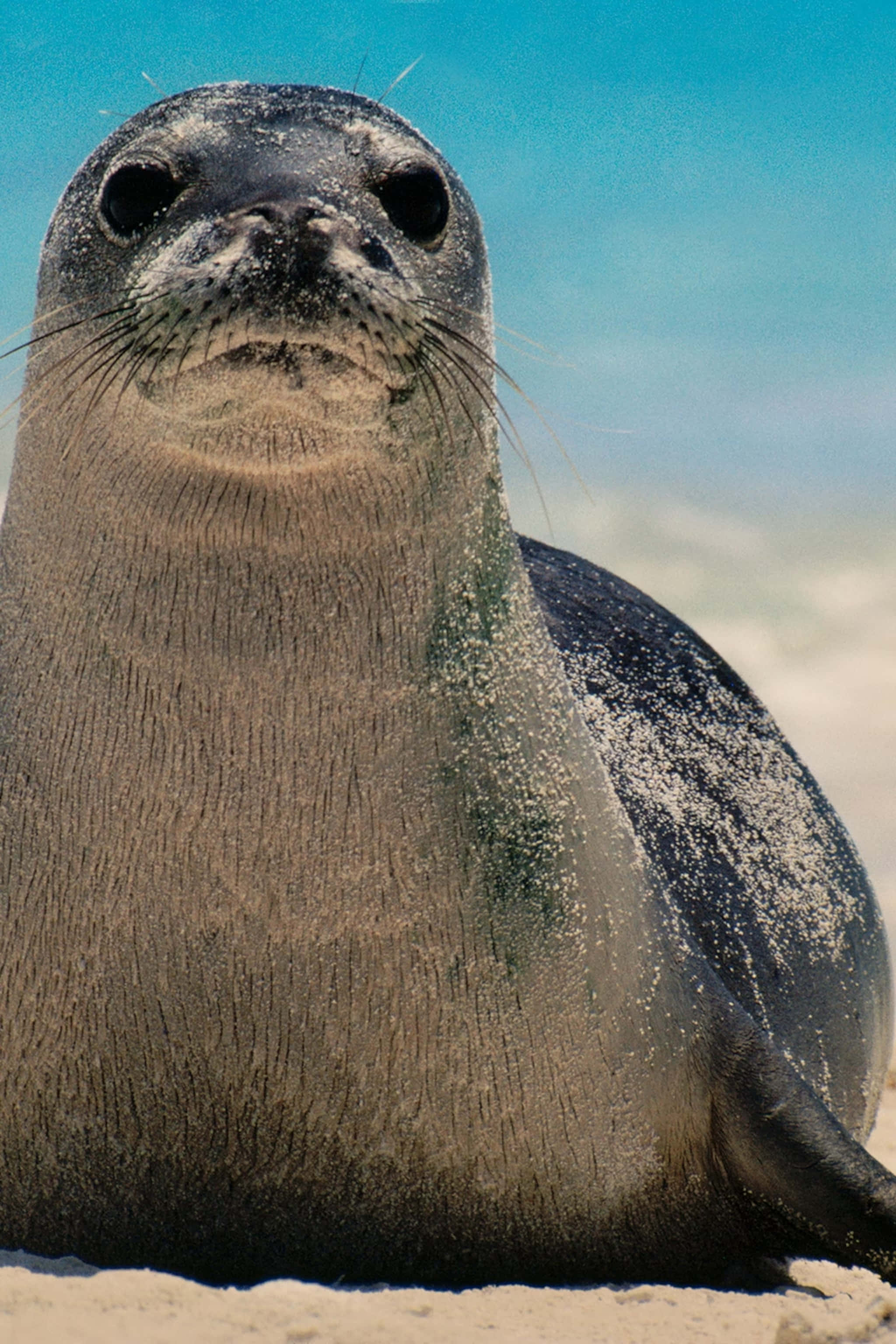 Monk Seal, sandy beach, sand on its fur, 2K Phone Wallpaper