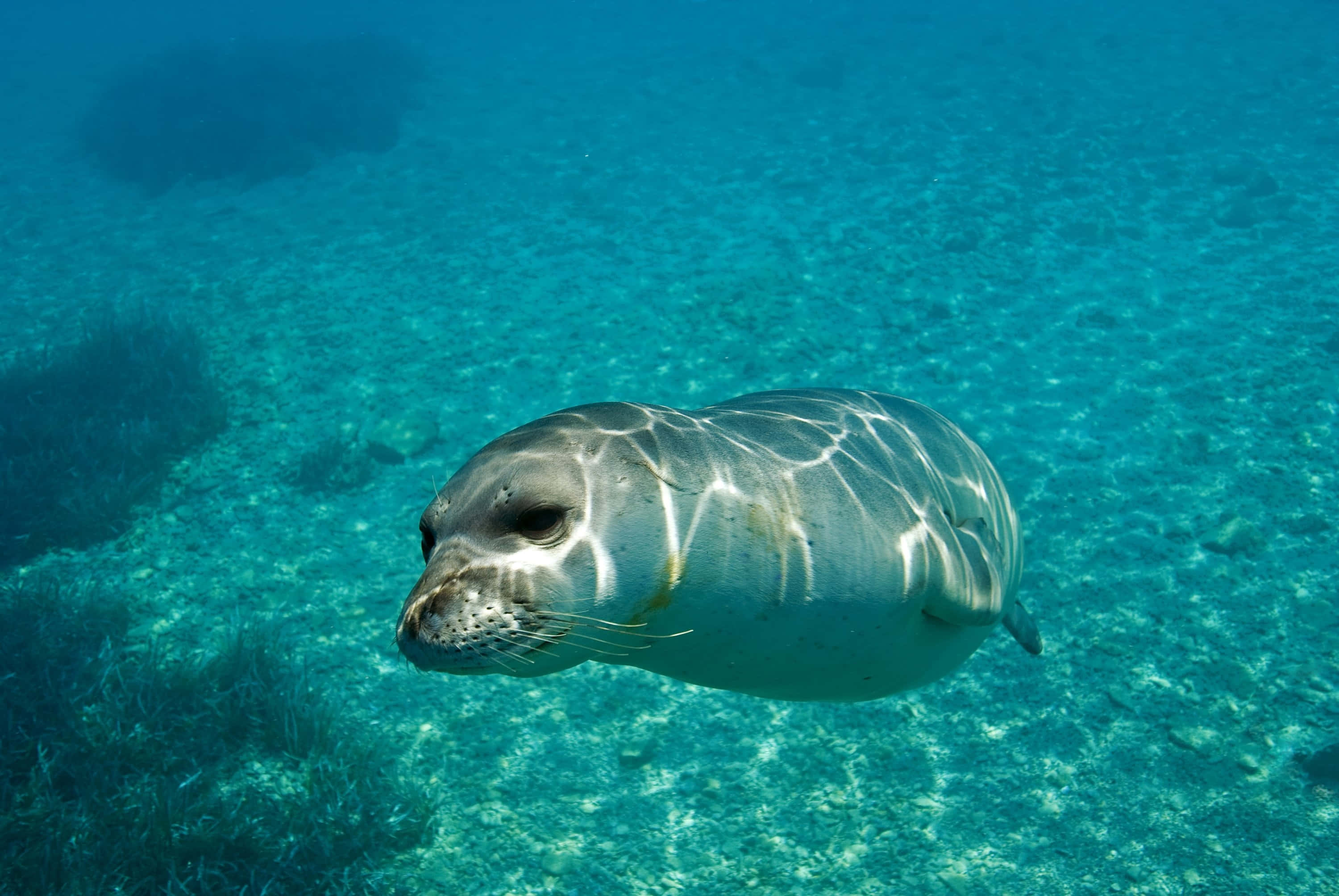 Monk Seal, turquoise water, sandy seabed, 2K Desktop Wallpaper