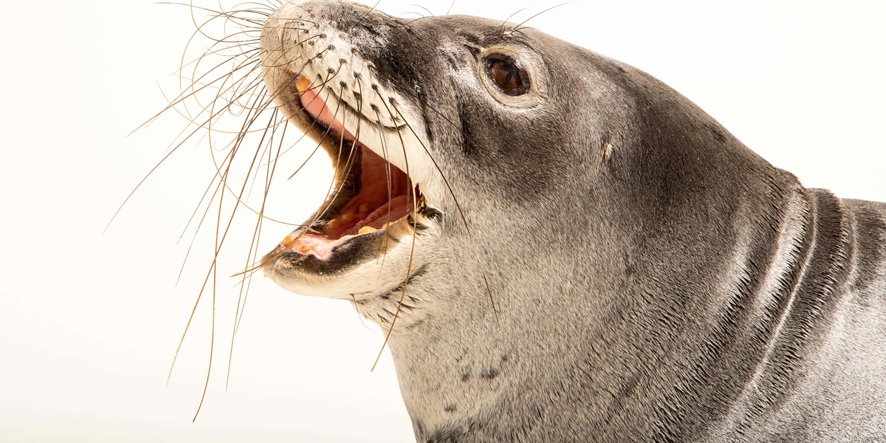Monk Seal, whiskers portrait, gray seal, 2K Desktop Wallpaper