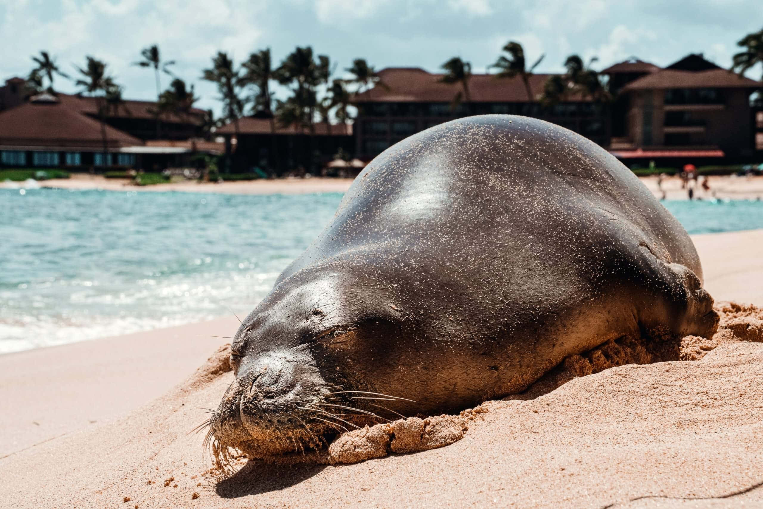 Monk Seal, tropical beach, pink sand, 2K Desktop Wallpaper