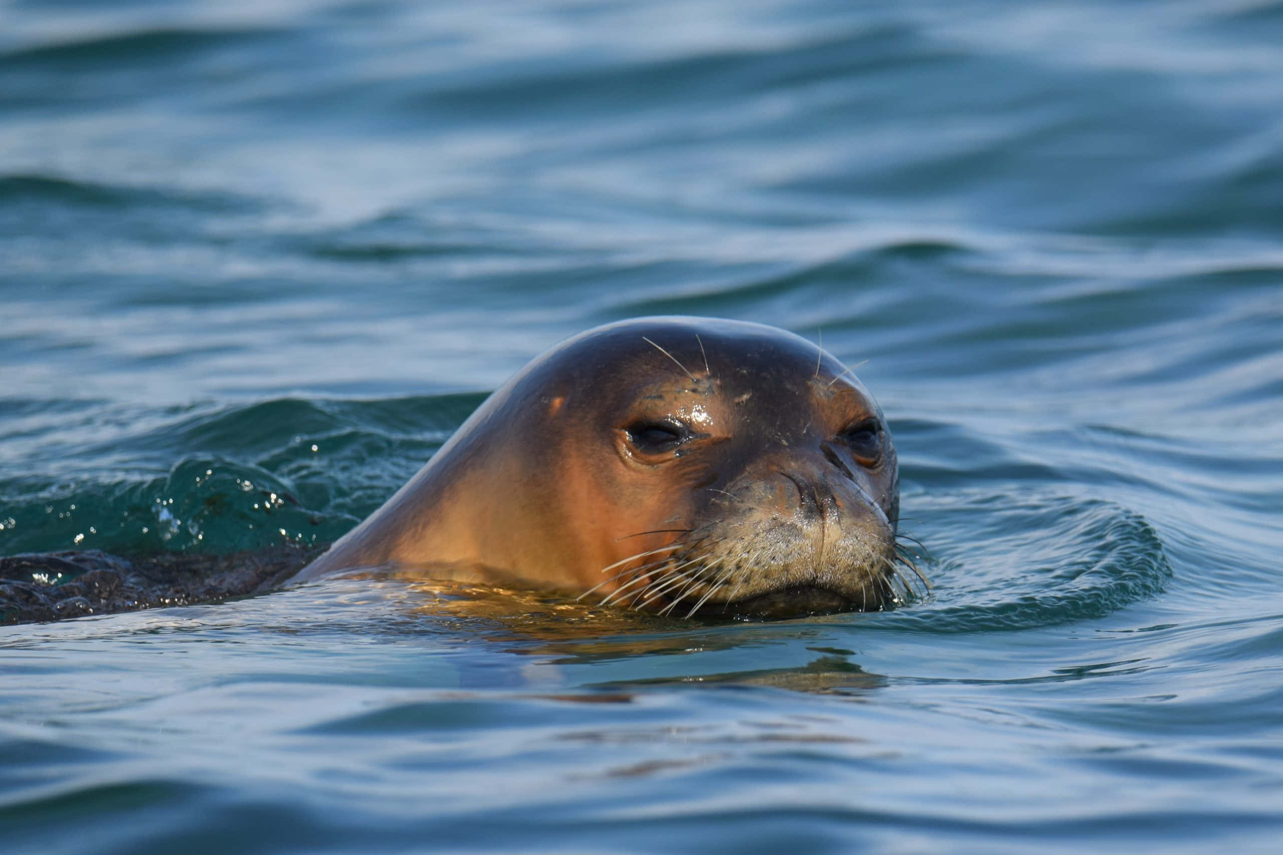 Monk Seal, ocean waves, brown seal, 2K Desktop Wallpaper