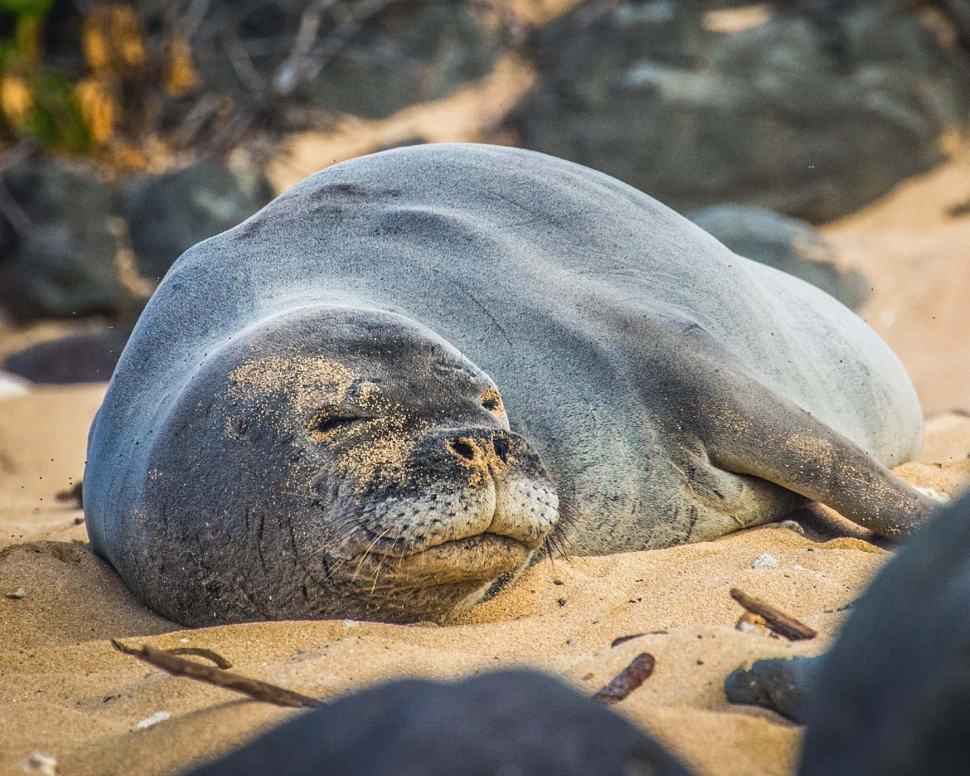 Monk Seal, sandy beach, sunlit sand, Full HD Desktop Wallpaper