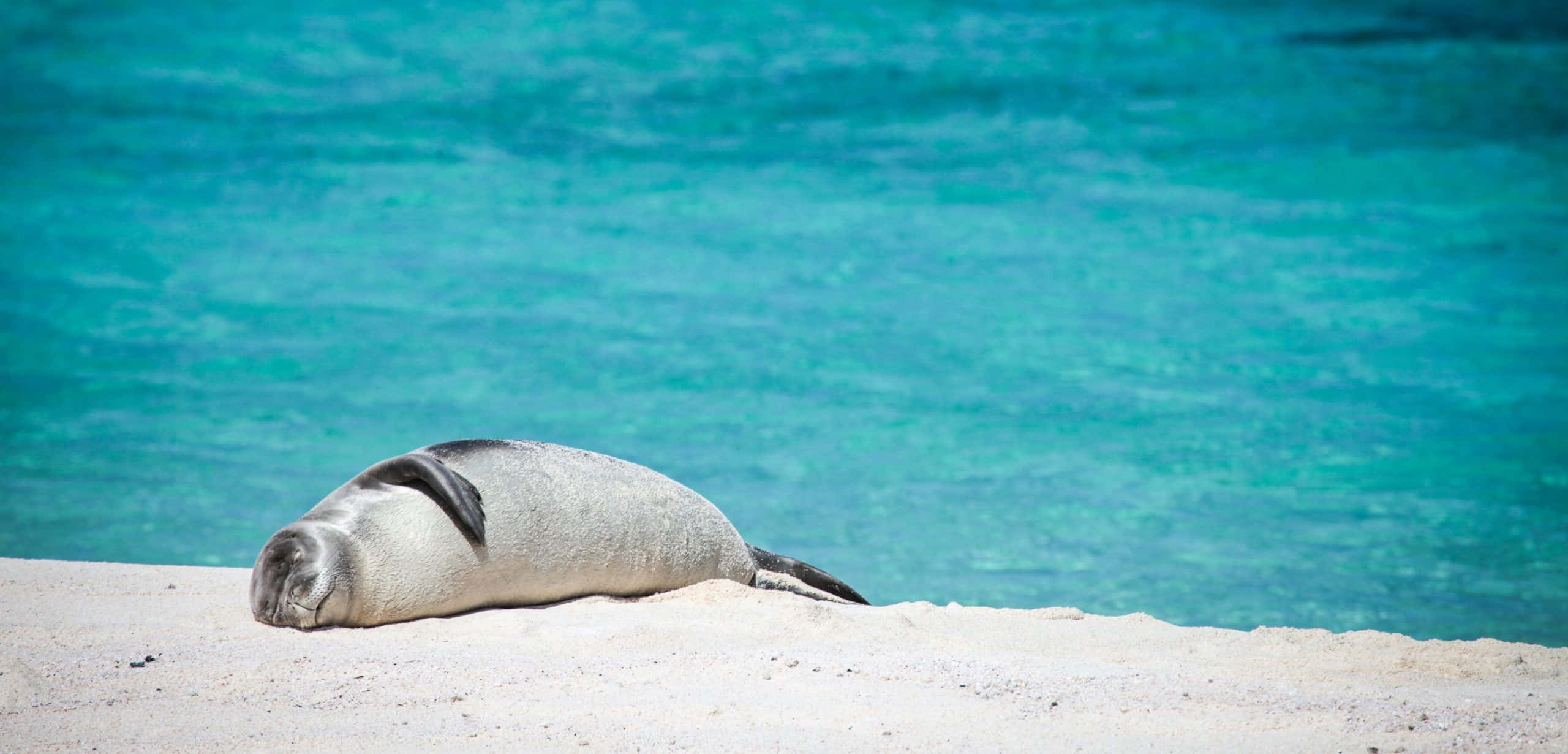 Monk Seal, tropical beach, white sandy beach, 2K Desktop Wallpaper