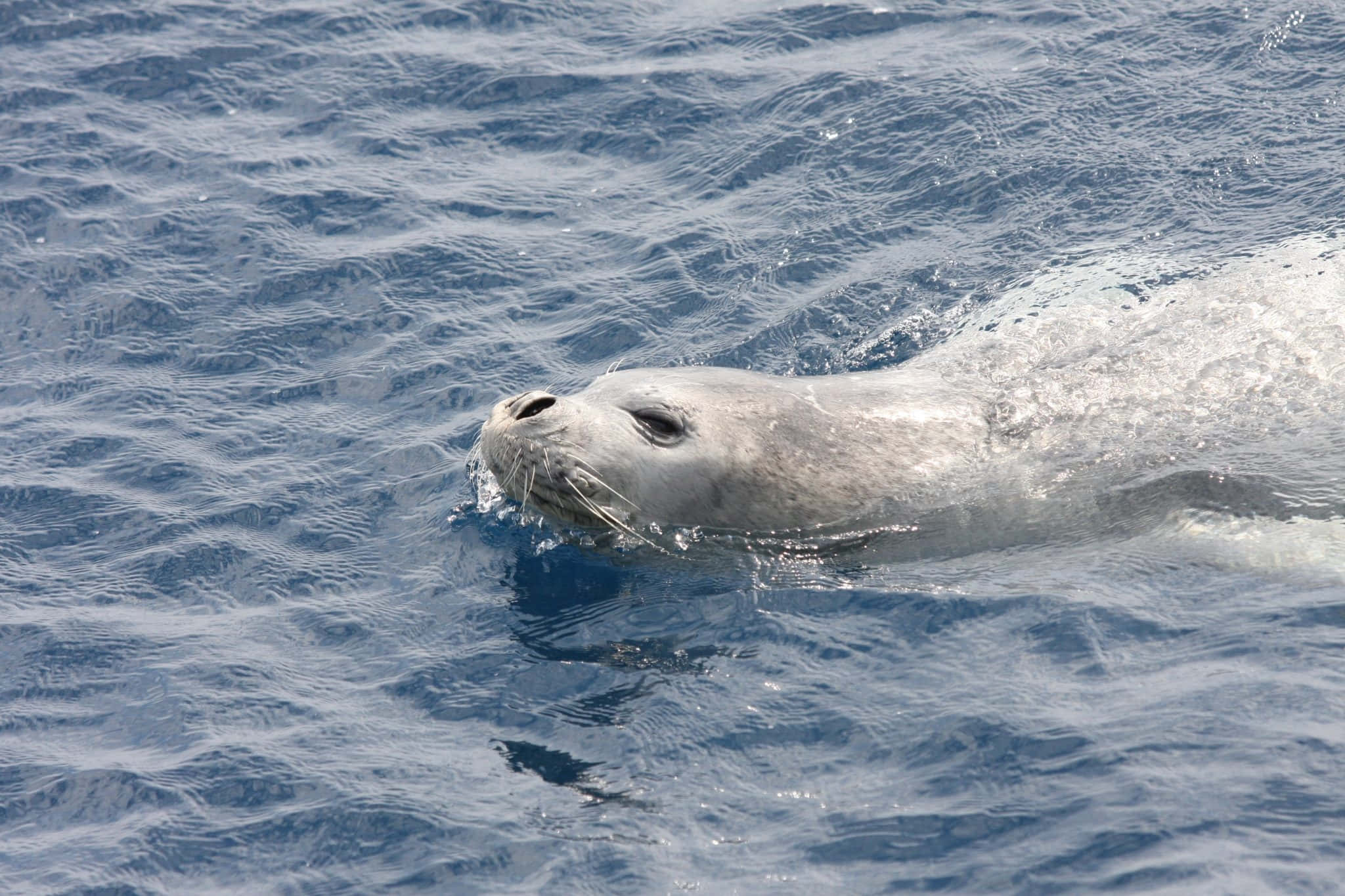Monk Seal, blue ocean, choppy blue ocean water, Full HD Desktop Wallpaper