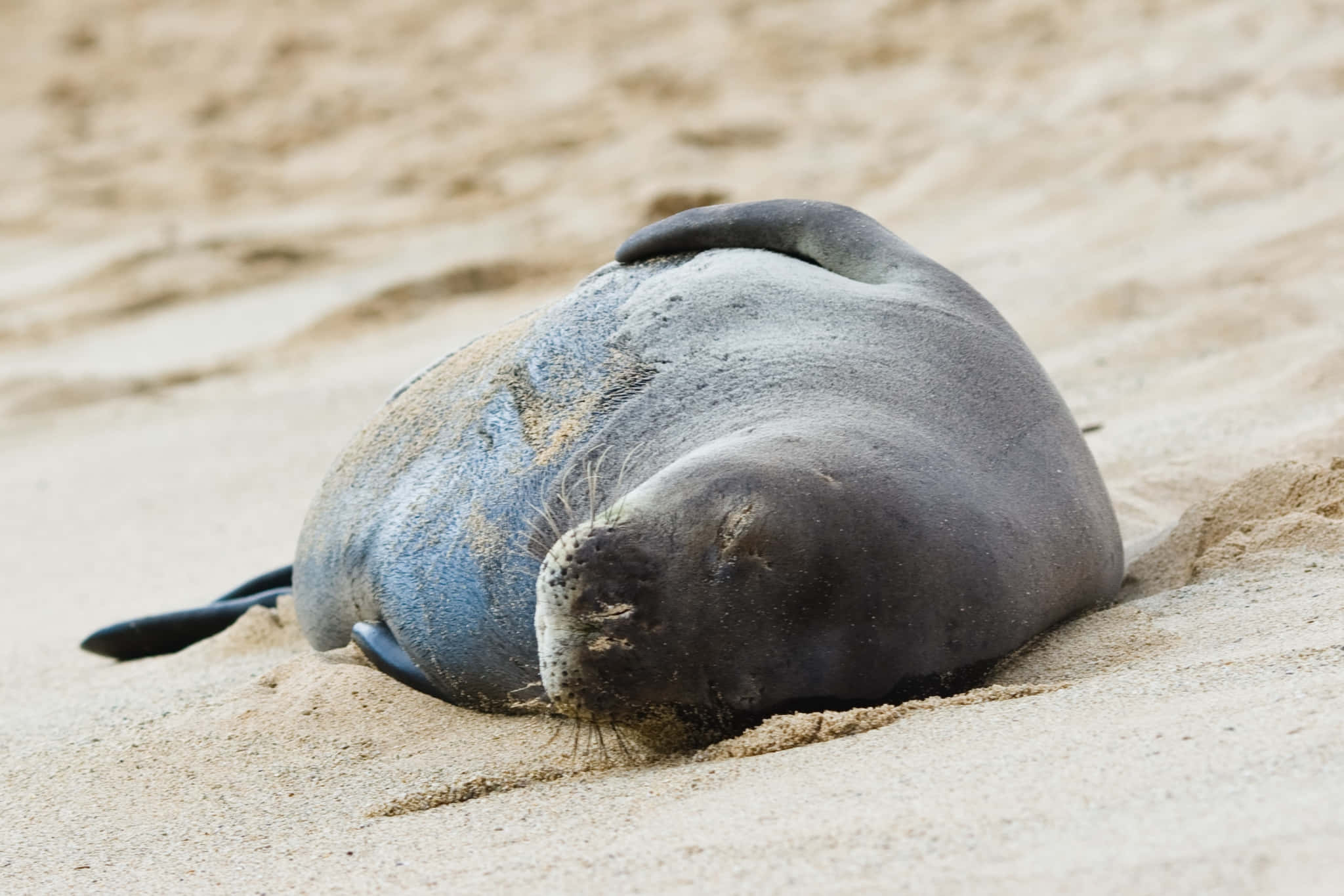 Monk Seal, sandy beach, sunlit, Full HD Desktop Wallpaper