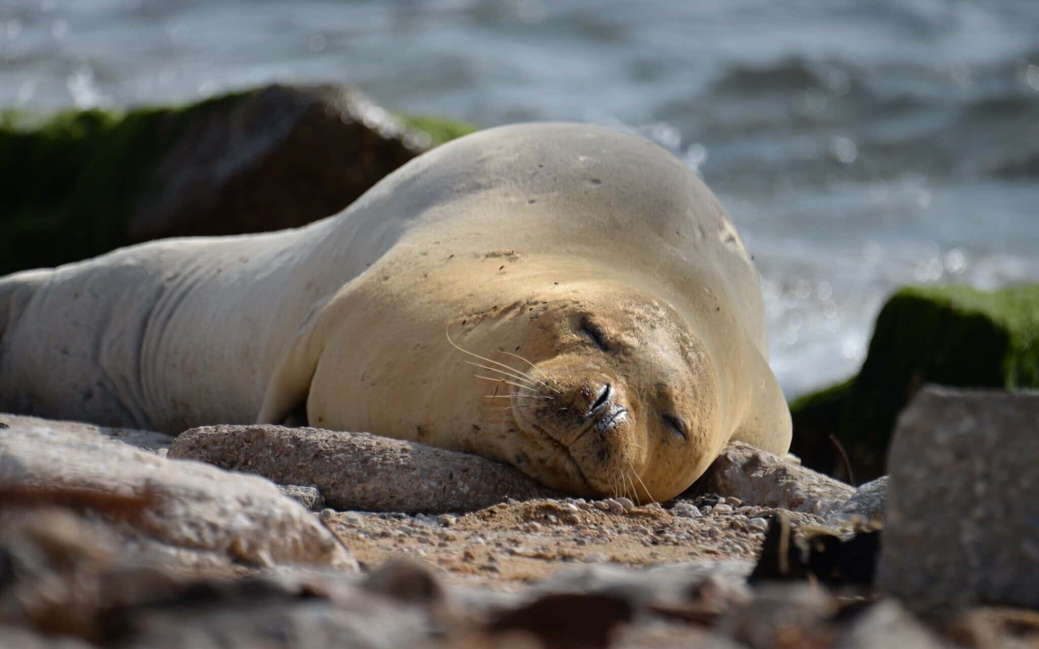 Monk Seal, shore, sunlit rocks, Full HD Desktop Wallpaper
