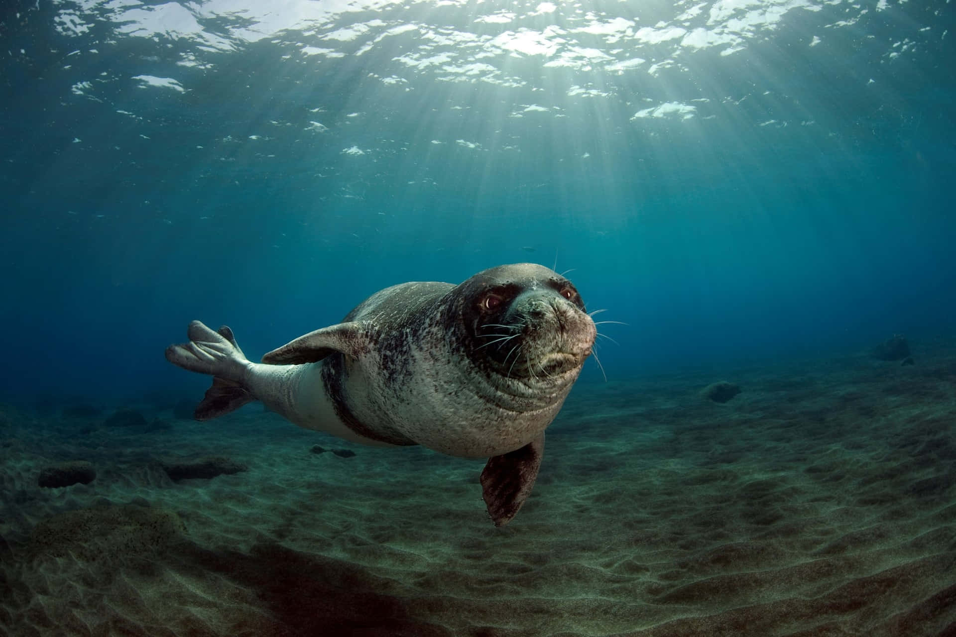 Monk Seal, sunlit turquoise waters, sandy ocean floor, Full HD Desktop Wallpaper