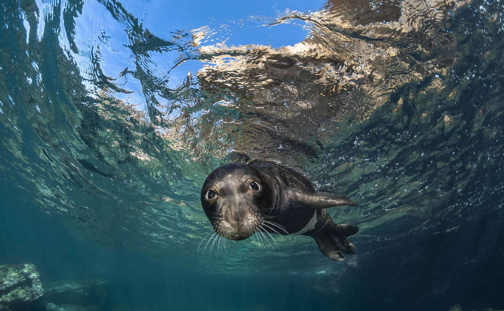 Monk Seal, young seal pup, underwater, Full HD Desktop Wallpaper