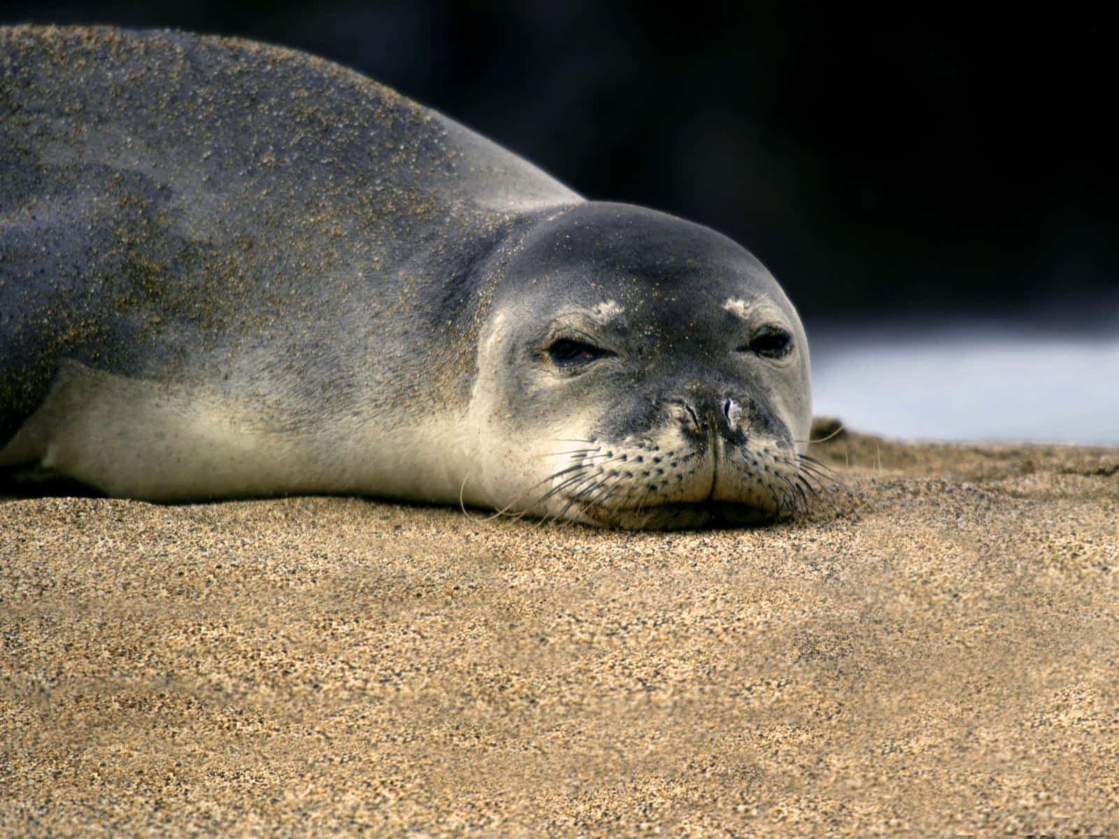 Monk Seal, sand, sun-warmed, HD Desktop Wallpaper
