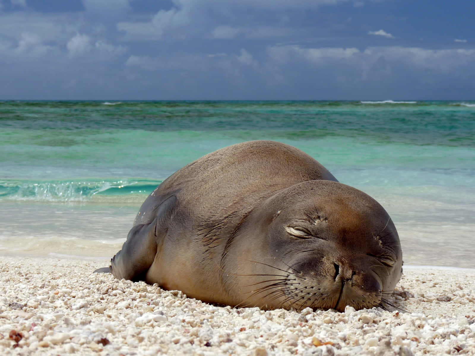 Monk Seal, white coral sand beach, turquoise ocean waves, HD Desktop Wallpaper