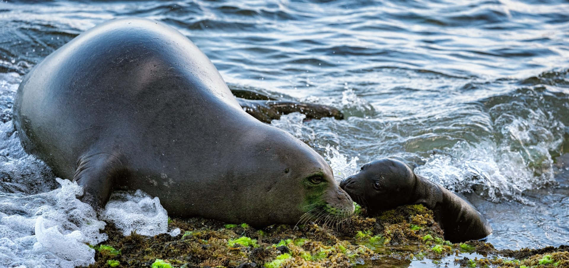 Monk Seal, mother and pup, mossy rock, Full HD Desktop Wallpaper