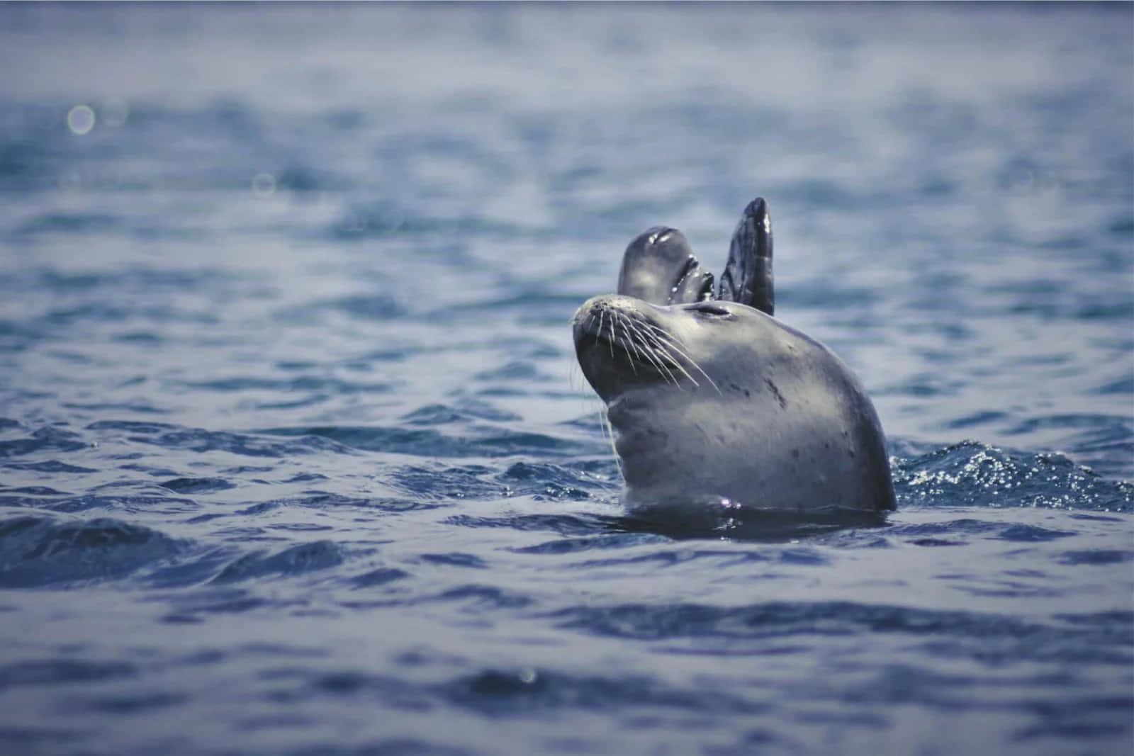Monk Seal, blue waters, deep blue ocean waves, HD Desktop Wallpaper