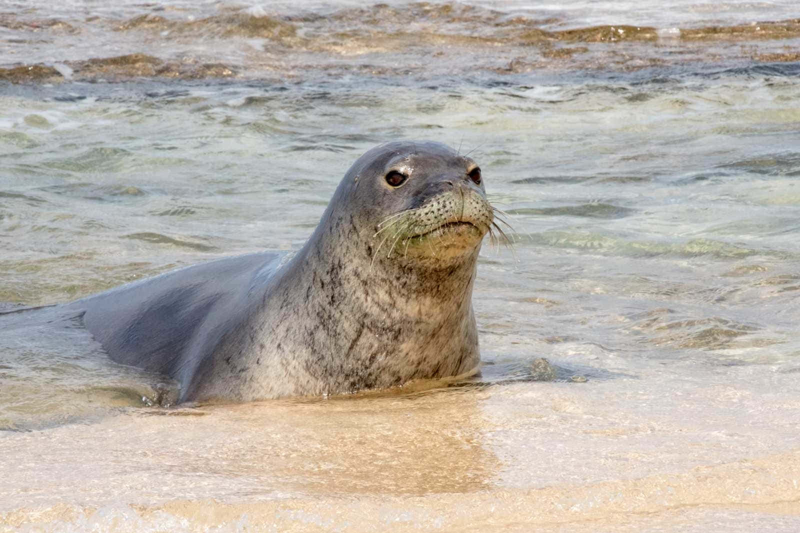 Monk Seal, shoreline, sandy shore, HD Desktop Wallpaper