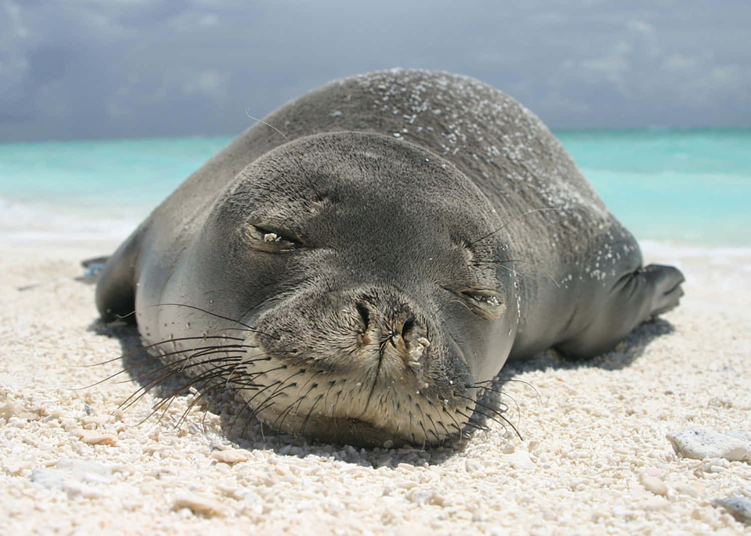 Monk Seal, sandy beach, white sand beach, HD Desktop Wallpaper