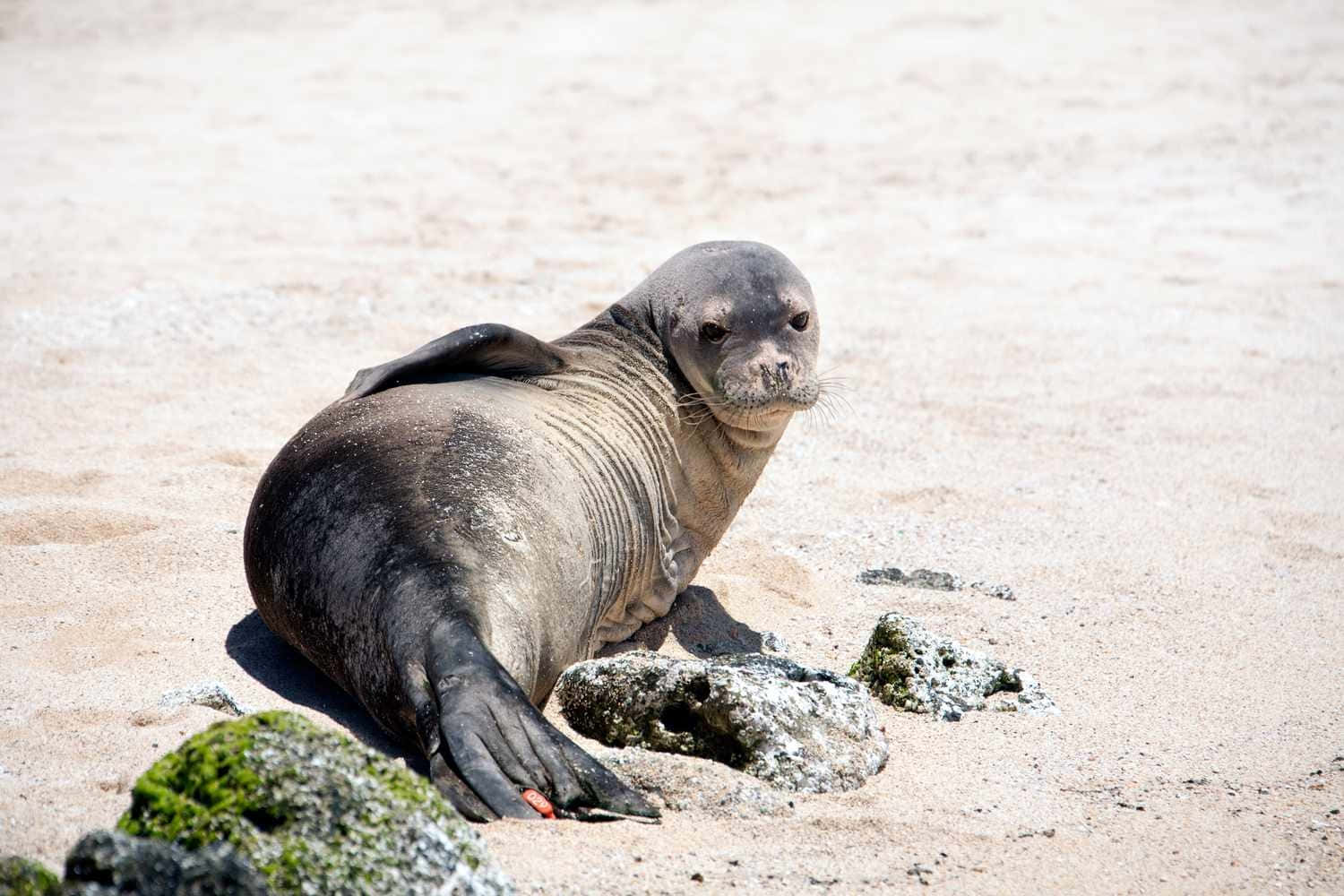 Monk Seal, sandy beach, dark gray, HD Desktop Wallpaper