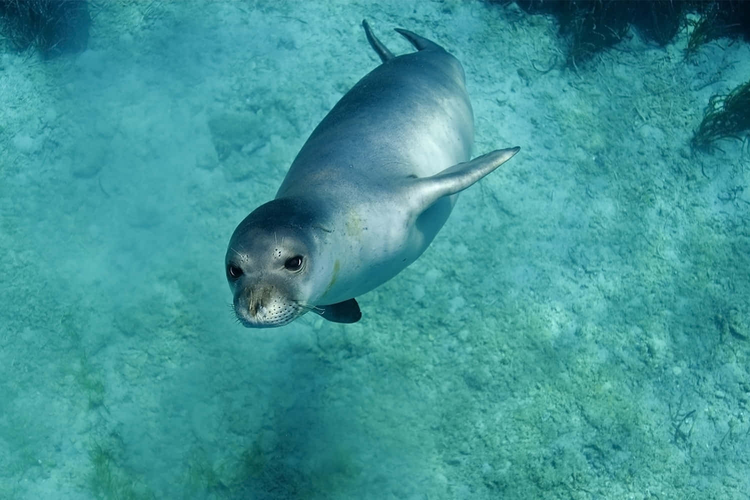 Monk Seal, turquoise water, sandy ocean floor, HD Desktop Wallpaper